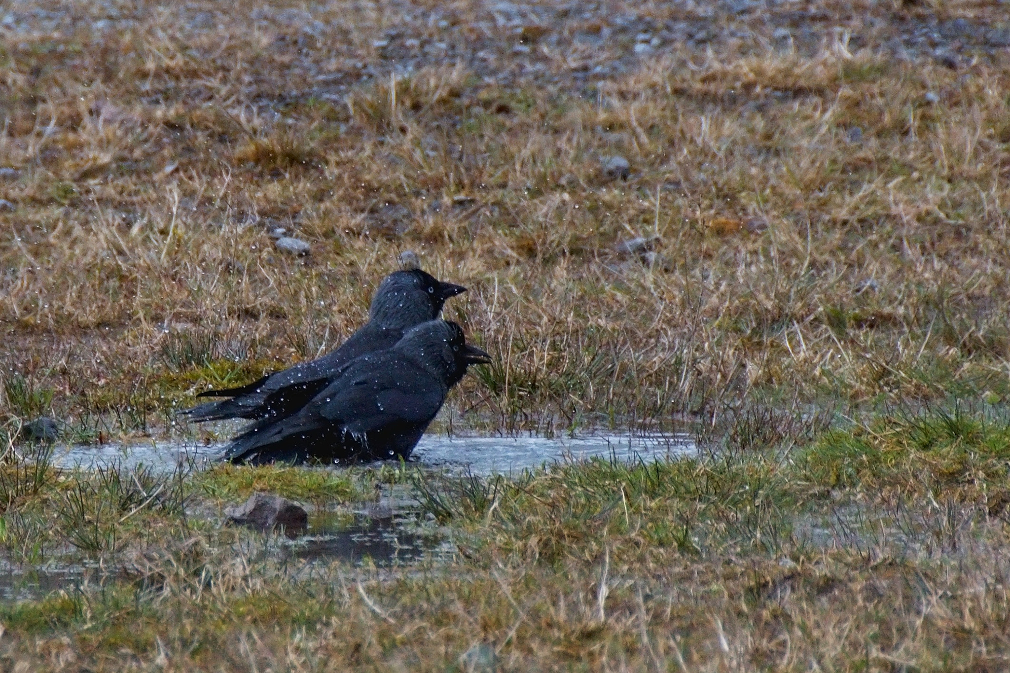 Nikon D3200 + 70.00 - 300.00 mm f/4.0 - 5.6 sample photo. Rush hour in the bathroom photography