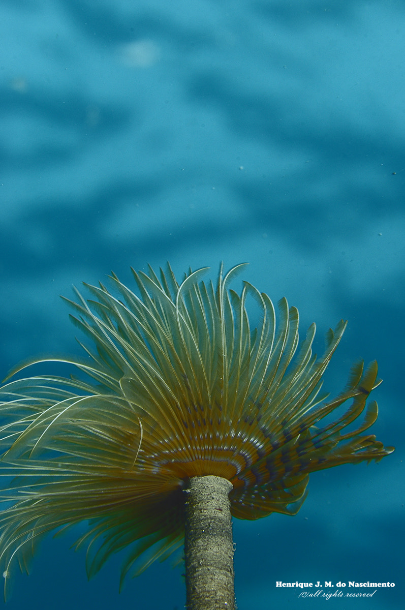 Sigma 105mm F2.8 EX DG OS HSM sample photo. Yellow in the  blue photography