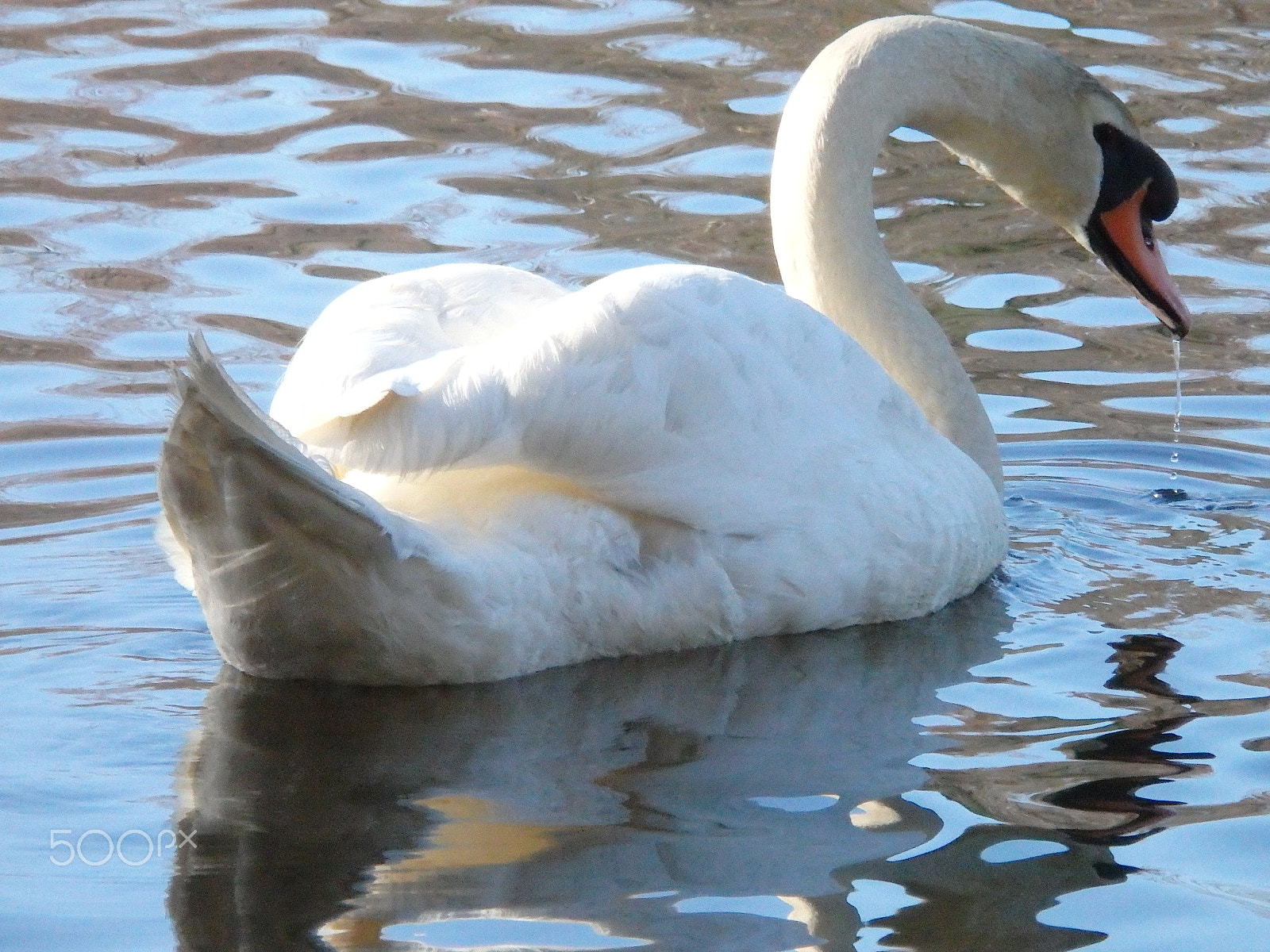 Olympus SH-60 sample photo. Relaxing swan photography