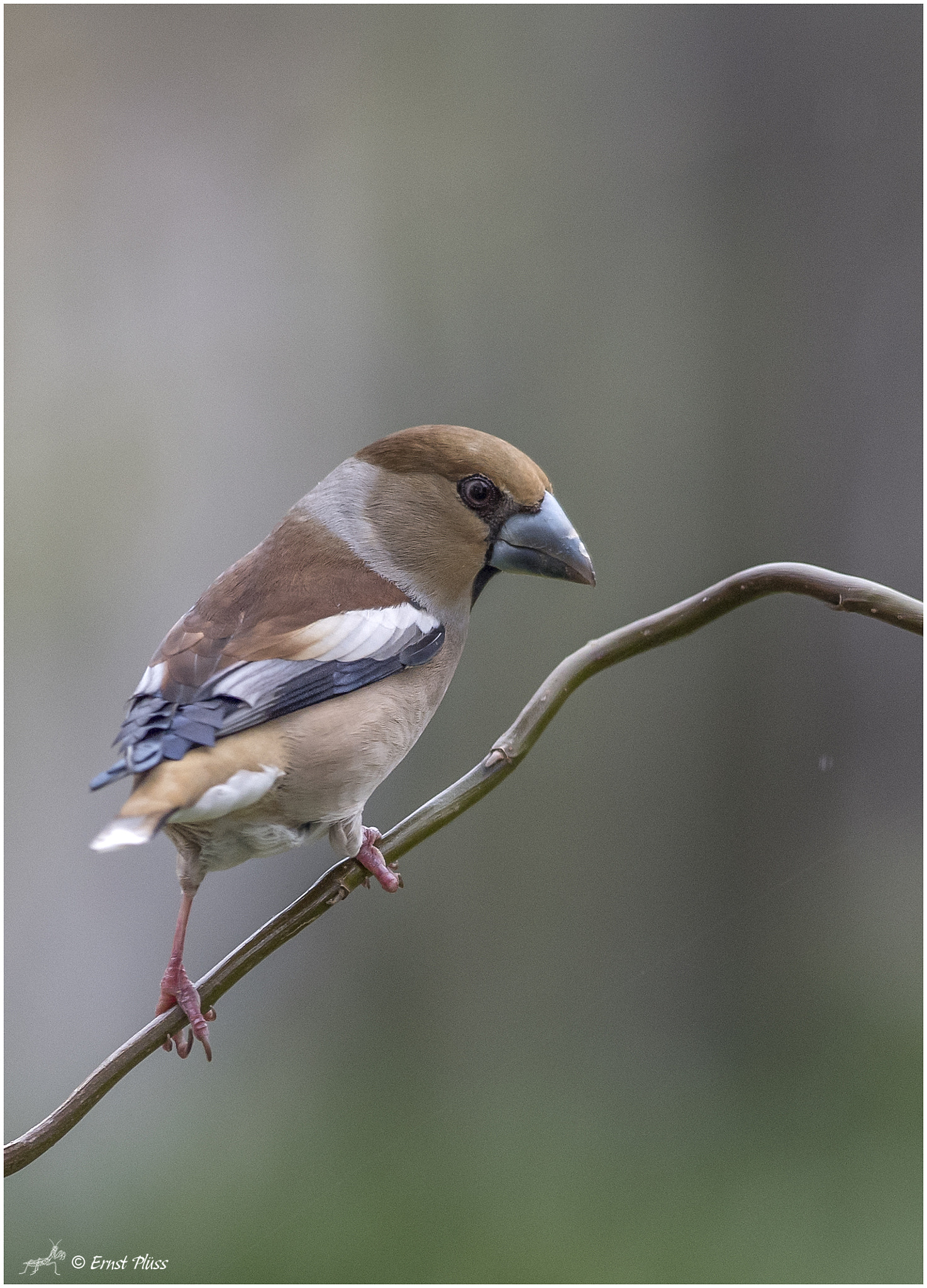 Nikon AF-S Nikkor 300mm F2.8G ED VR II sample photo. Hawfinch photography