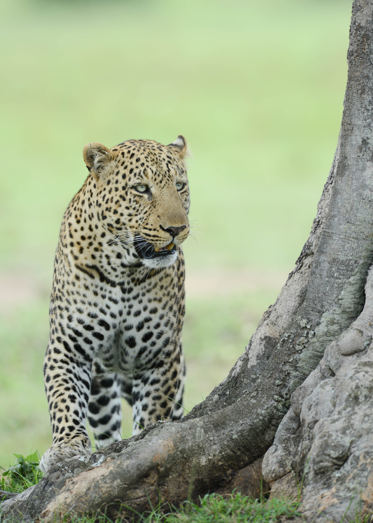 Nikon AF-S Nikkor 400mm F2.8D ED-IF II sample photo. Leopard in the mara photography