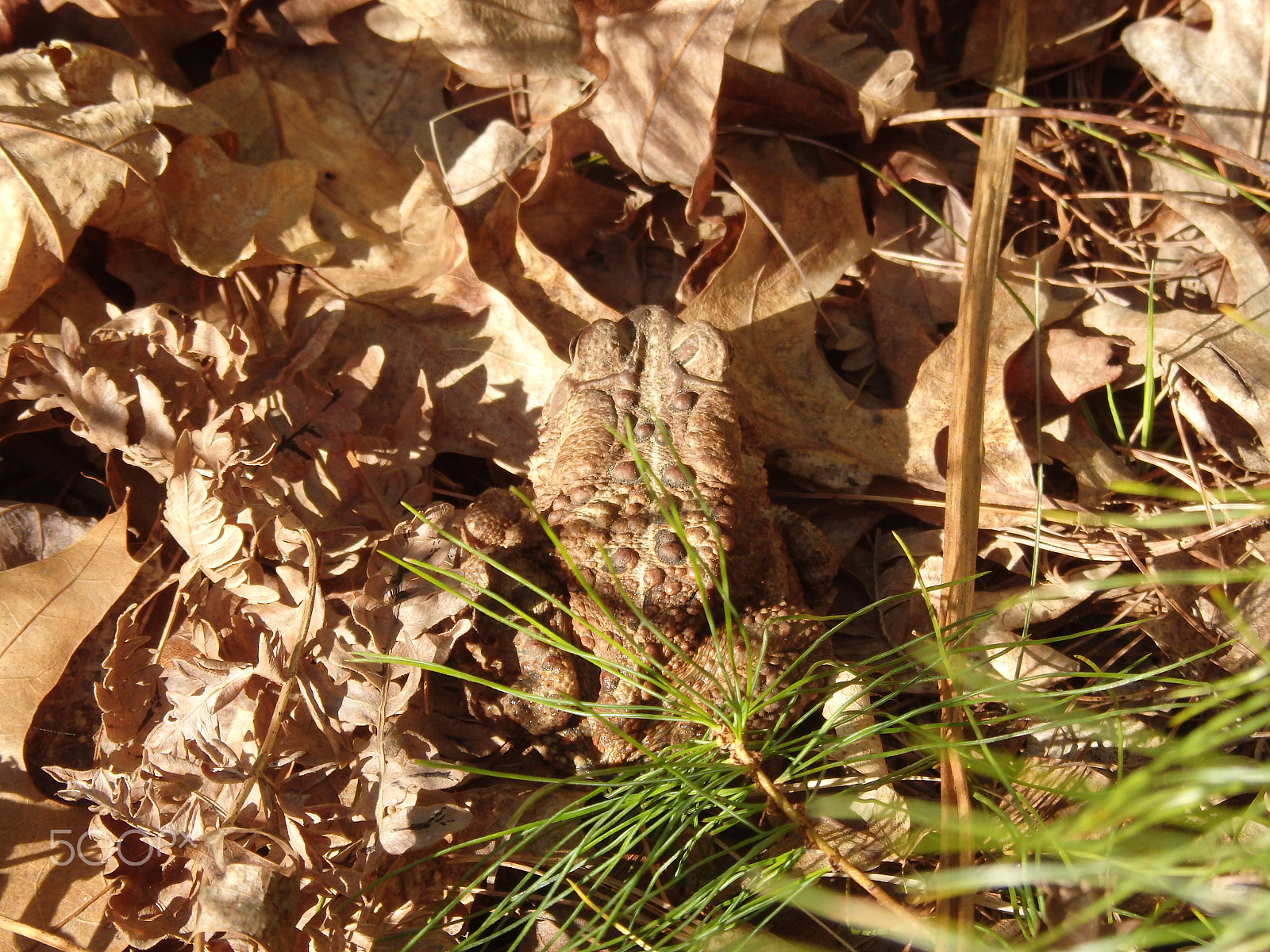 Olympus SH-60 sample photo. Hiding american toad photography