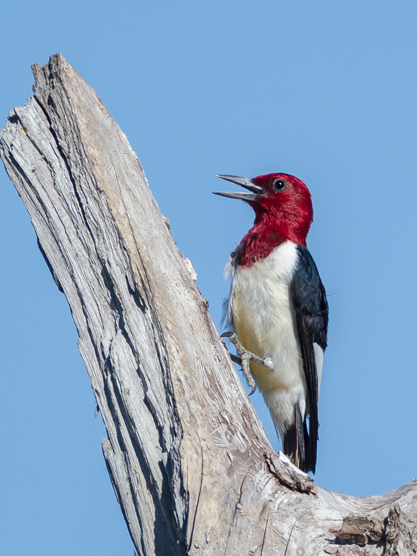 Canon EOS-1D Mark IV + Canon EF 600mm F4L IS USM sample photo. Red-headed woodpecker photography