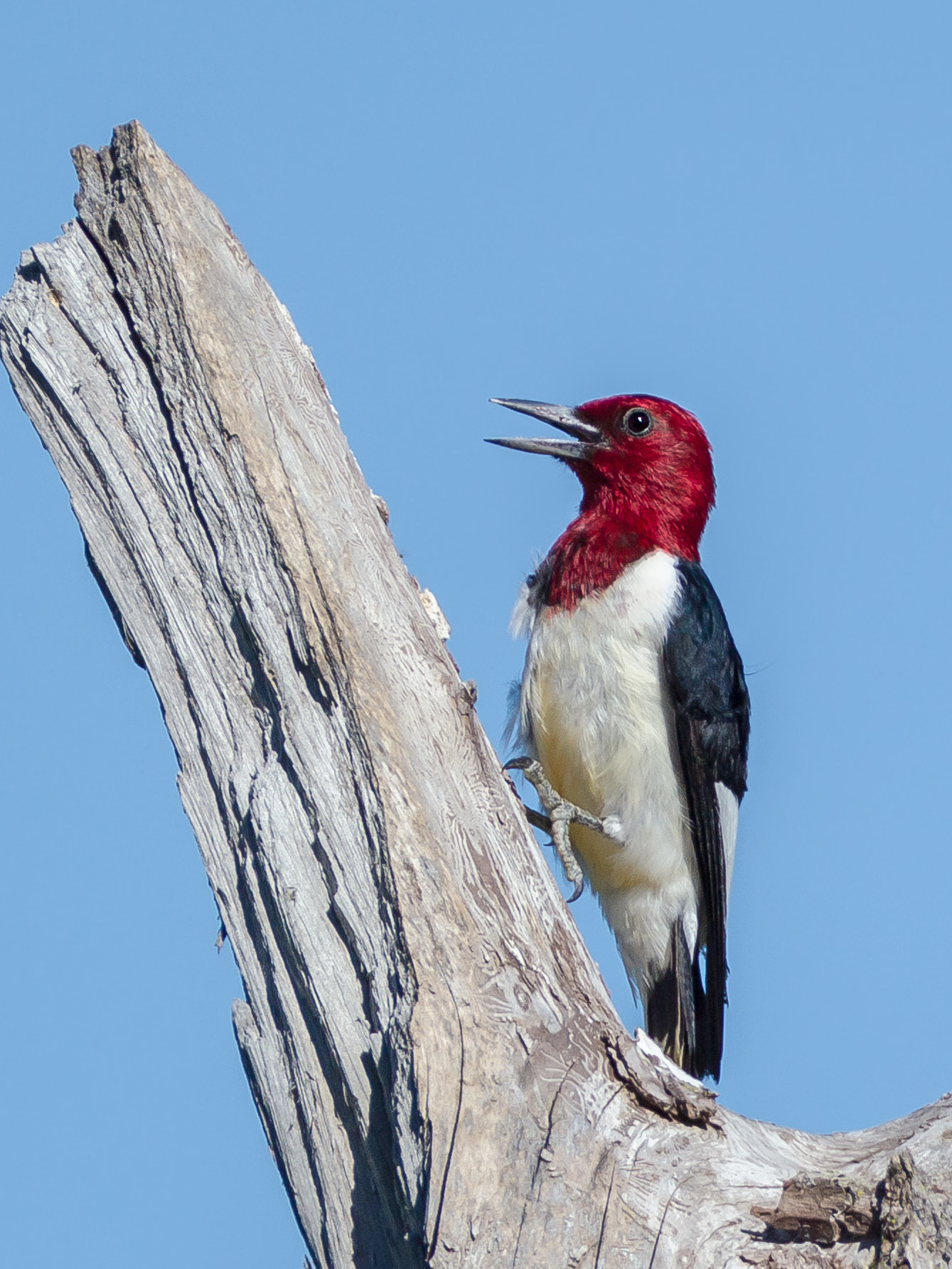 Canon EF 600mm F4L IS USM sample photo. Red-headed woodpecker photography