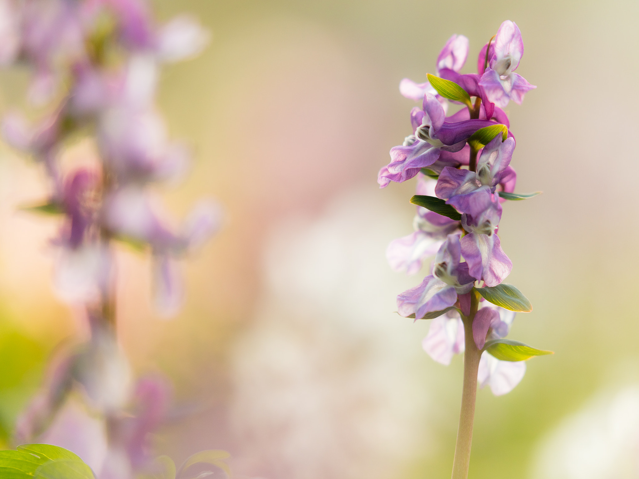 Canon EF 100-400mm F4.5-5.6L IS II USM sample photo. Beautiful corydalis photography
