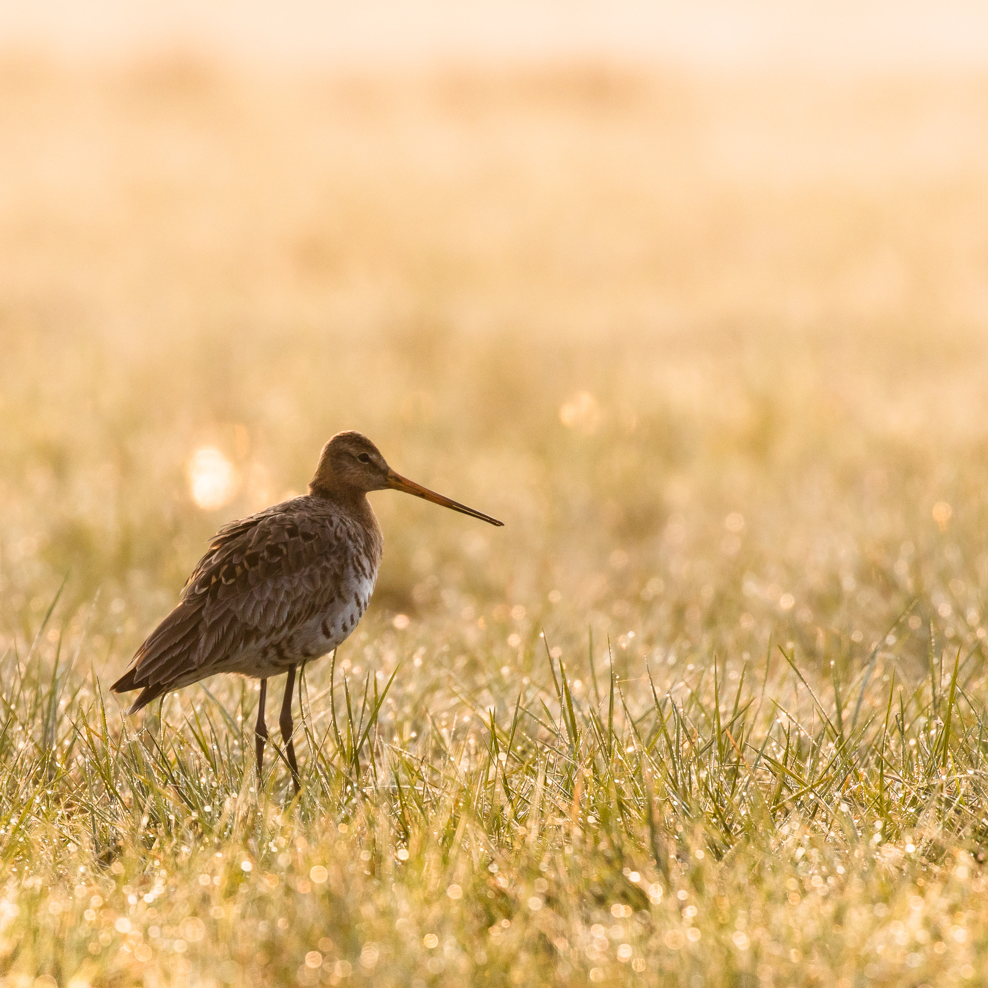 Canon EF 100-400mm F4.5-5.6L IS II USM sample photo. Black-tailed godwit at sinrise photography