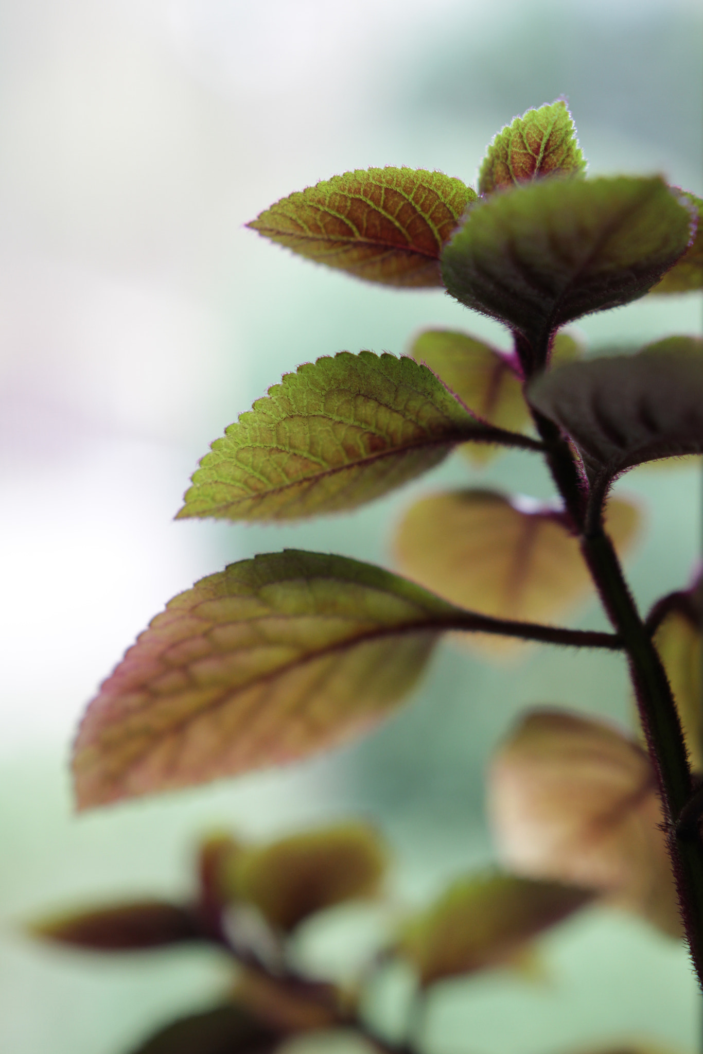 Canon 18-35mm sample photo. Leaves photography
