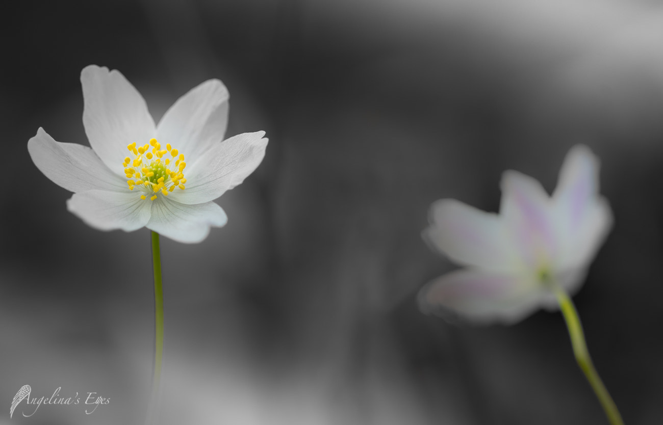100mm F2.8 G SSM OSS sample photo. She's mine! photography