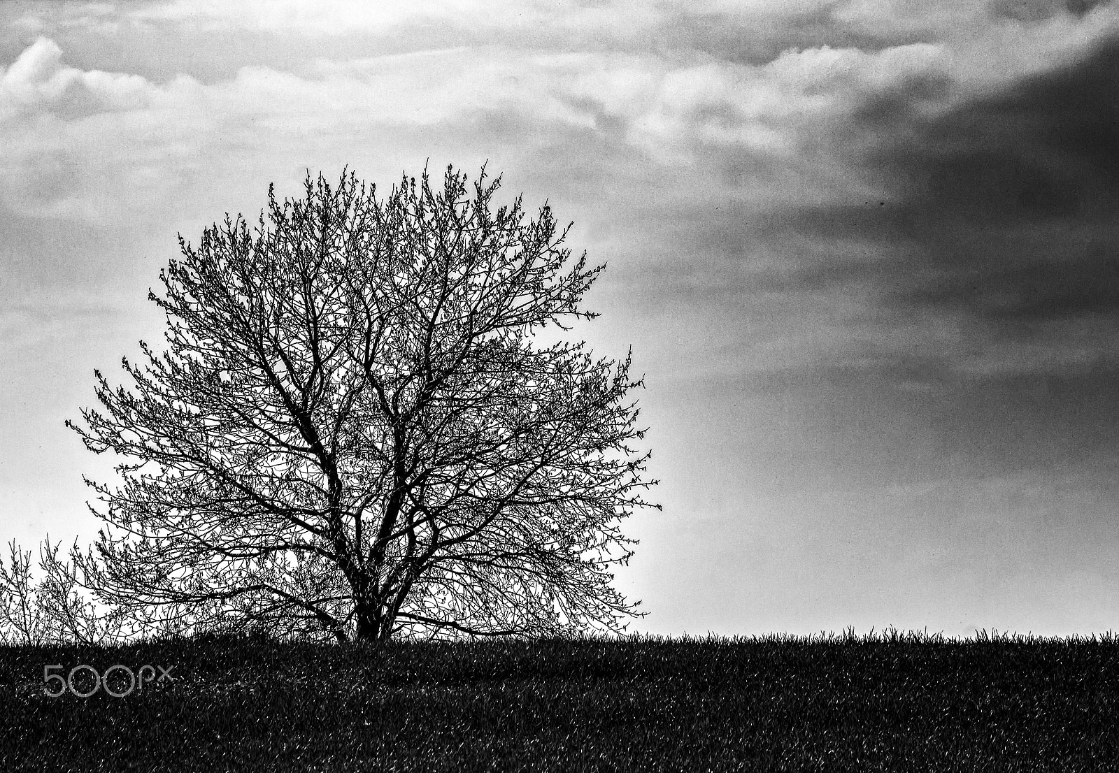 Canon EF-S 18-135mm F3.5-5.6 IS STM sample photo. Tree on the meadow photography