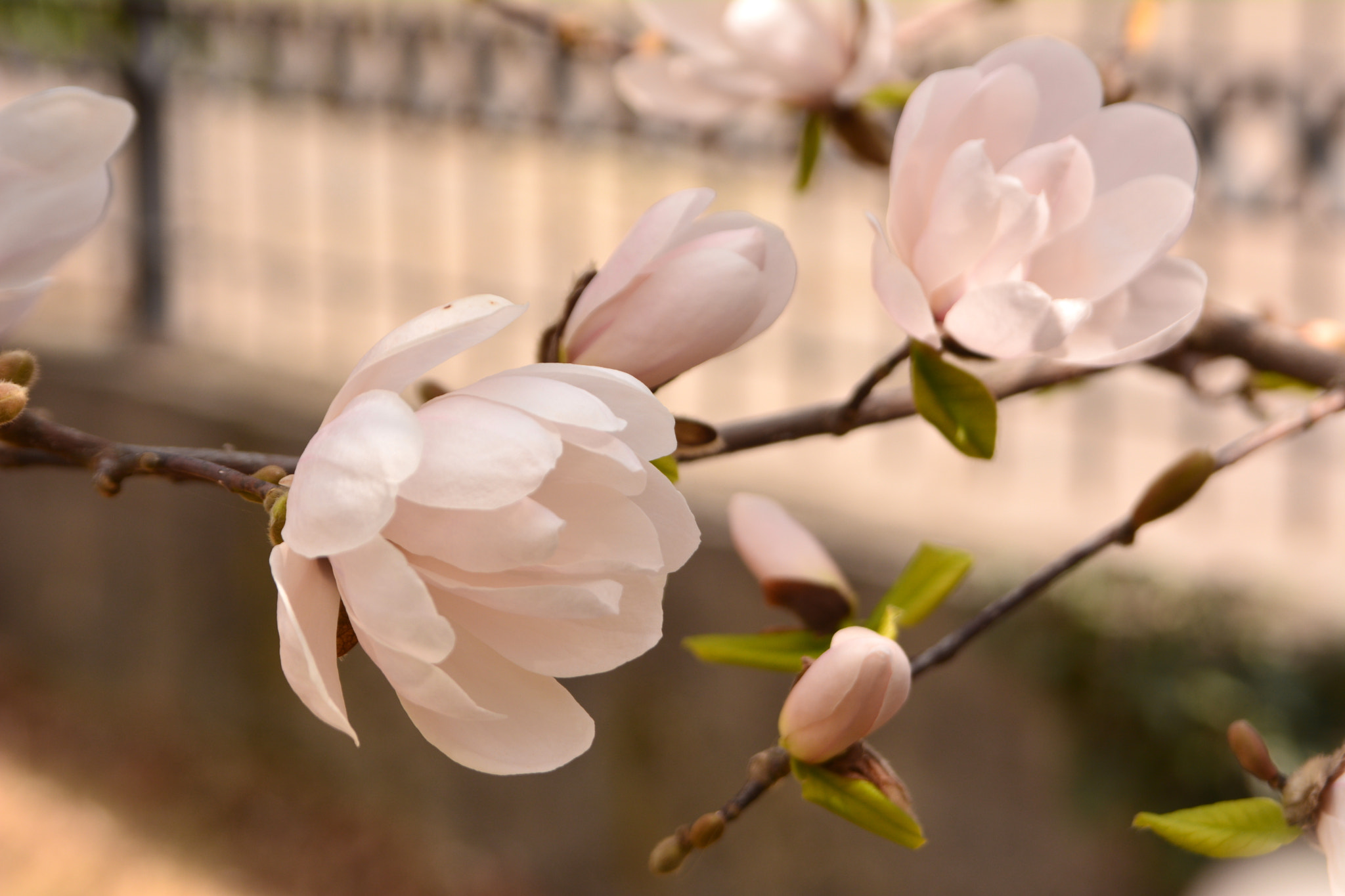 Sigma 28-200mm F3.5-5.6 Compact Aspherical Hyperzoom Macro sample photo. Нежность photography
