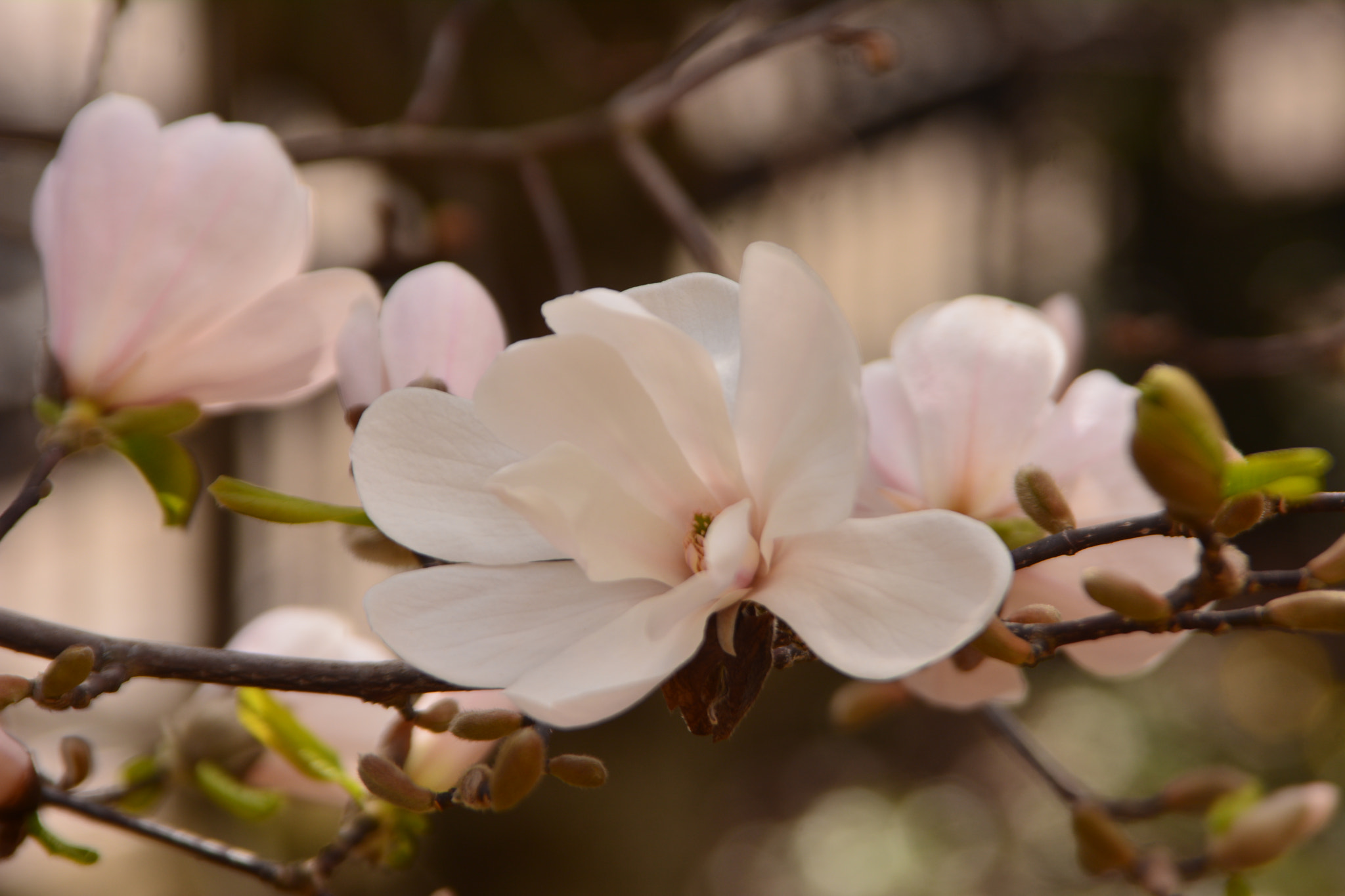 Sigma 28-200mm F3.5-5.6 Compact Aspherical Hyperzoom Macro sample photo. Магнолия photography