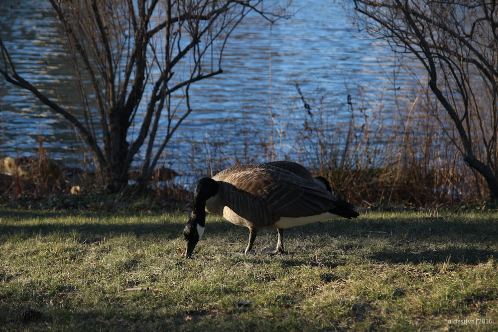 Sigma 17-70mm F2.8-4 DC Macro OS HSM sample photo. Nyc | bird is the word photography