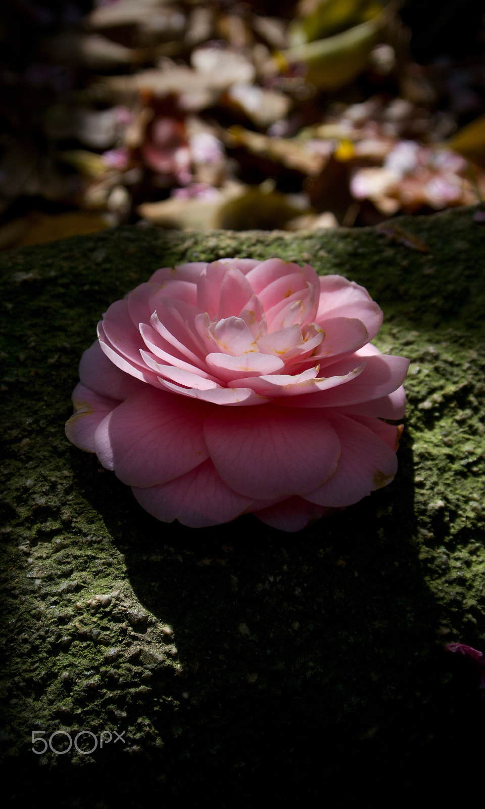 Nikon 1 J2 sample photo. Fallen camellia photography