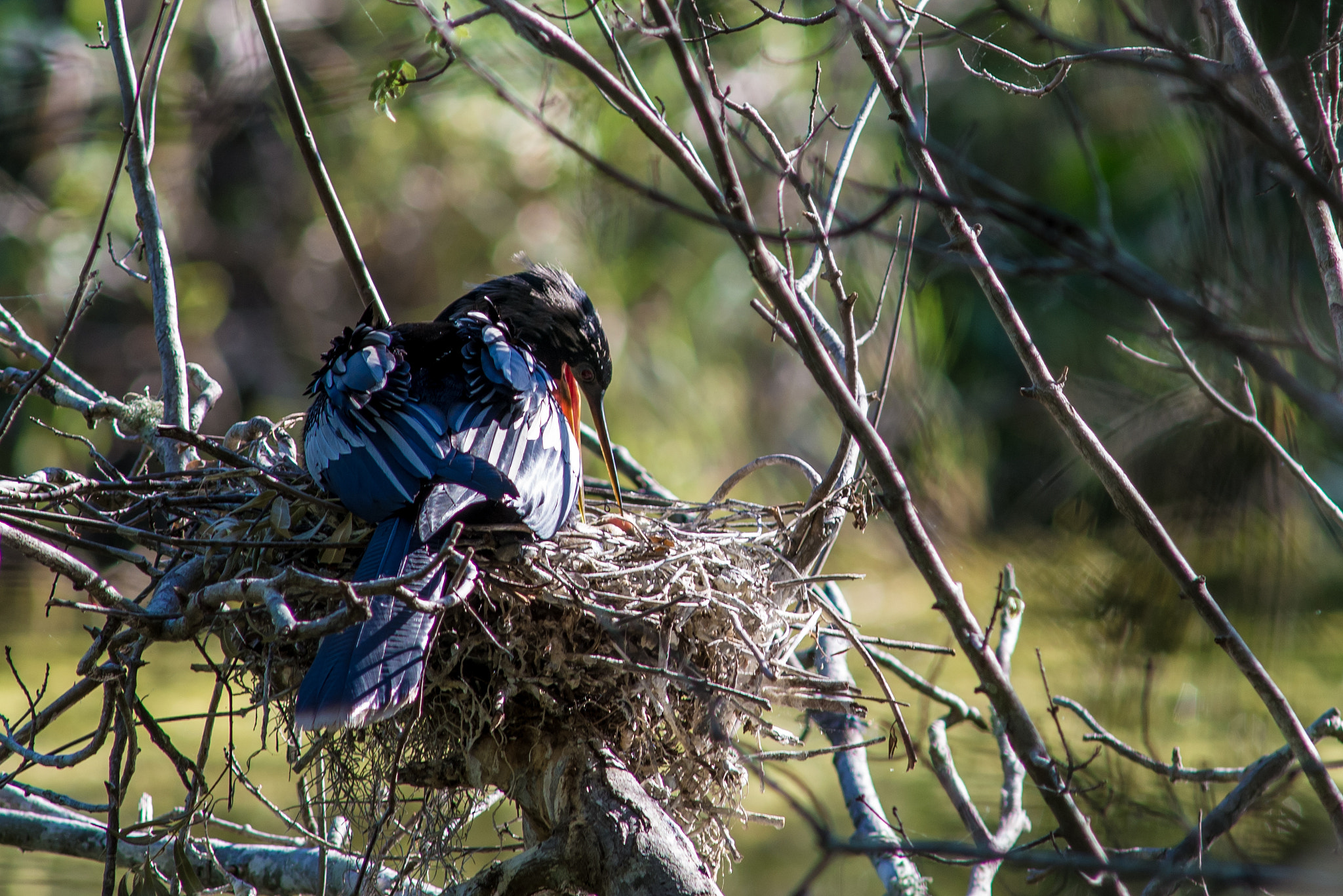 Nikon D610 + AF Nikkor 300mm f/4 IF-ED sample photo. Anhinga on nest photography