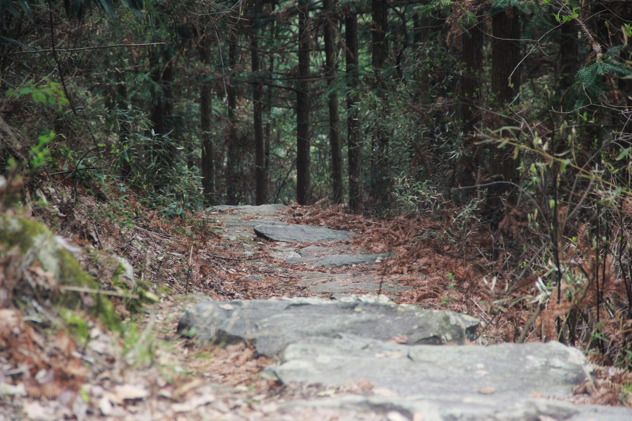 Canon EF-S 18-135mm F3.5-5.6 IS sample photo