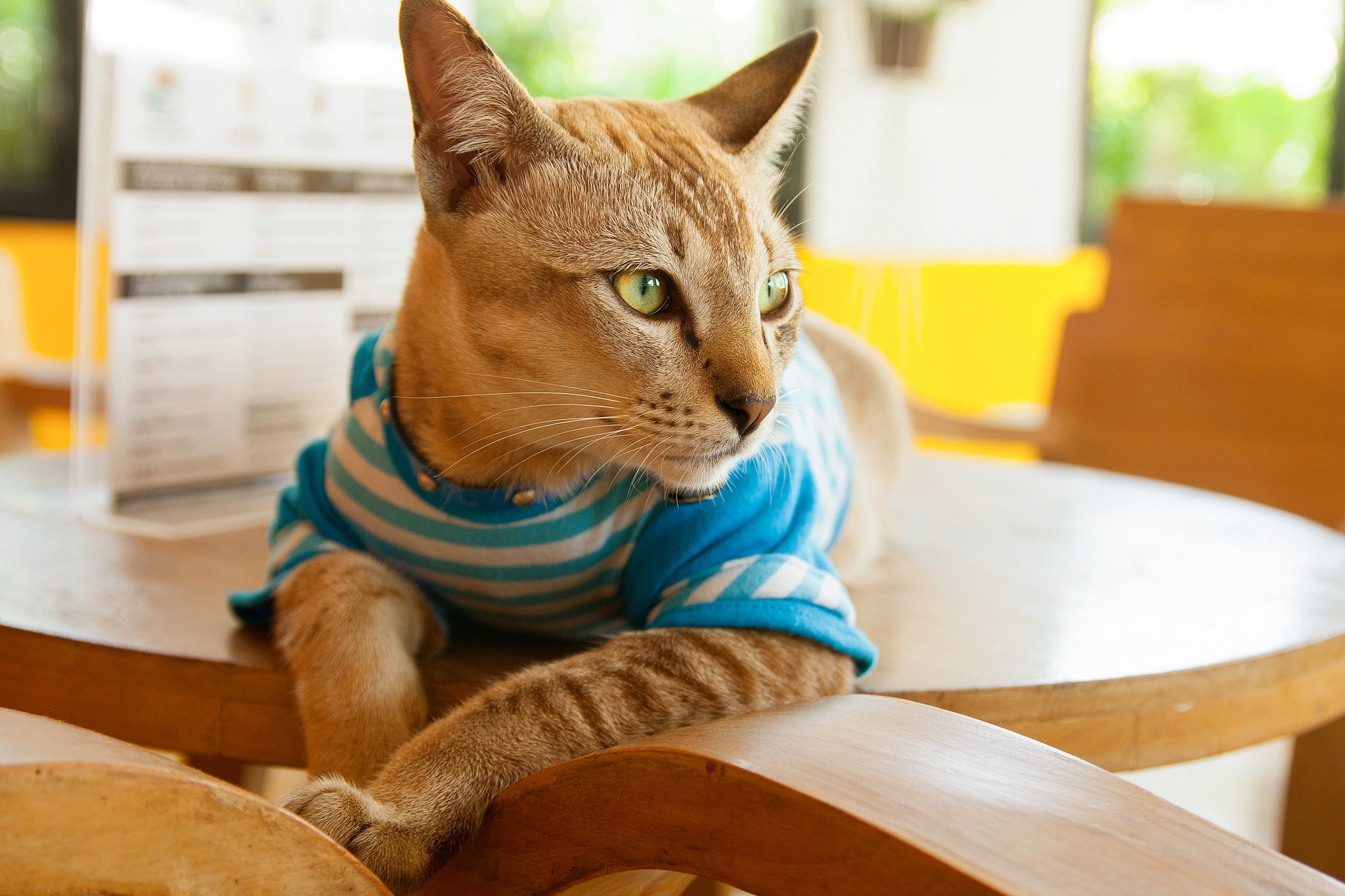 Canon EOS 1000D (EOS Digital Rebel XS / EOS Kiss F) sample photo. Thai cat photography