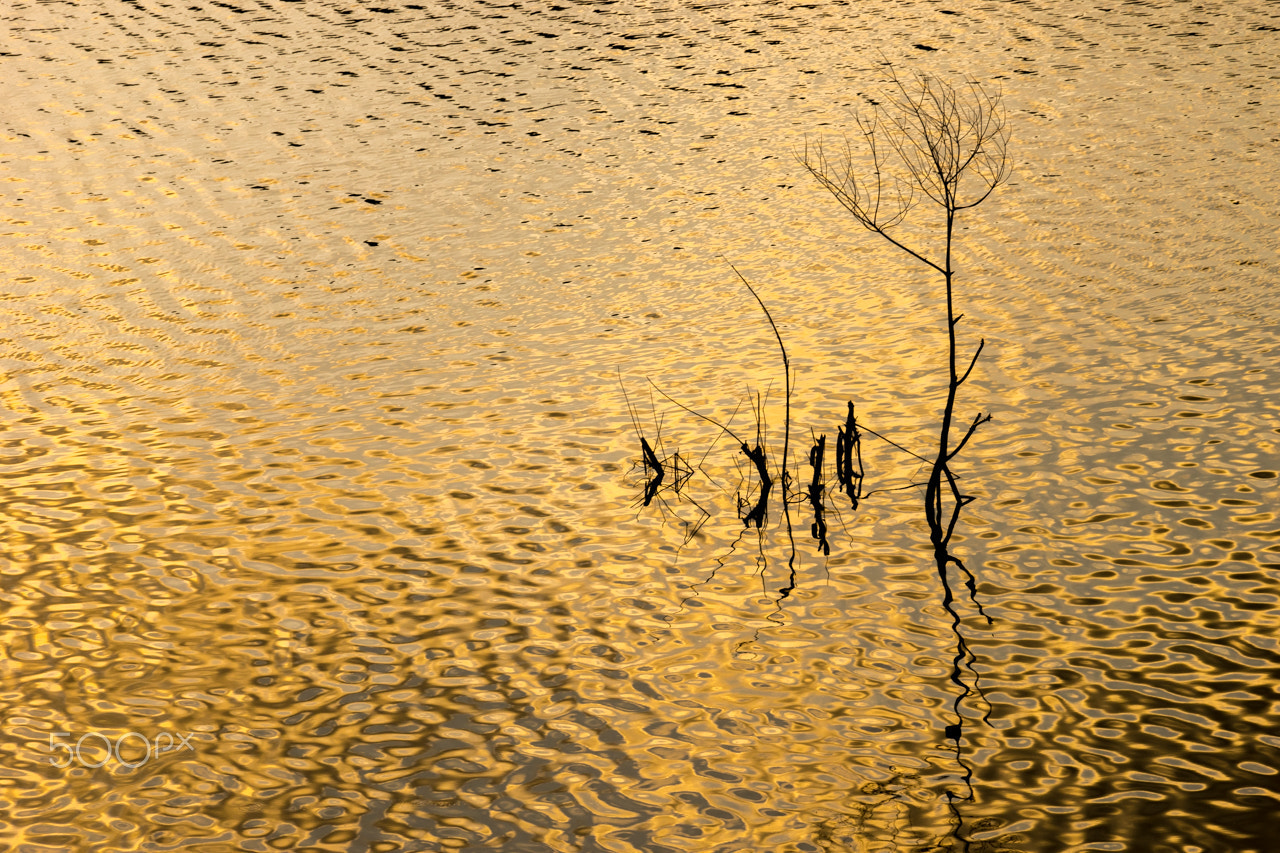 Sony 70-300mm F4.5-5.6 G SSM sample photo. Gold photography