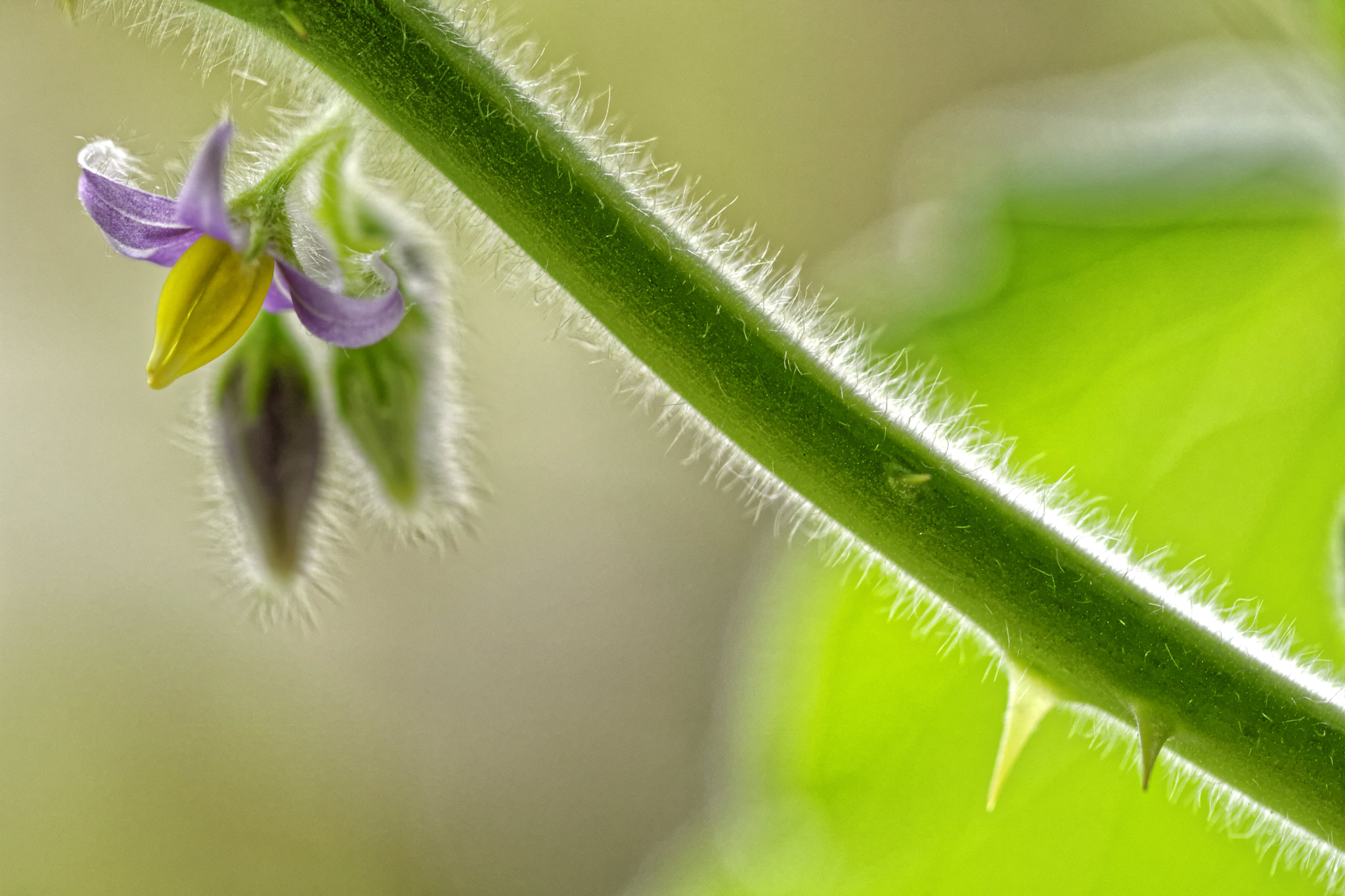 Canon EOS M3 + Canon EF 100mm F2.8L Macro IS USM sample photo. Quittenbluete photography