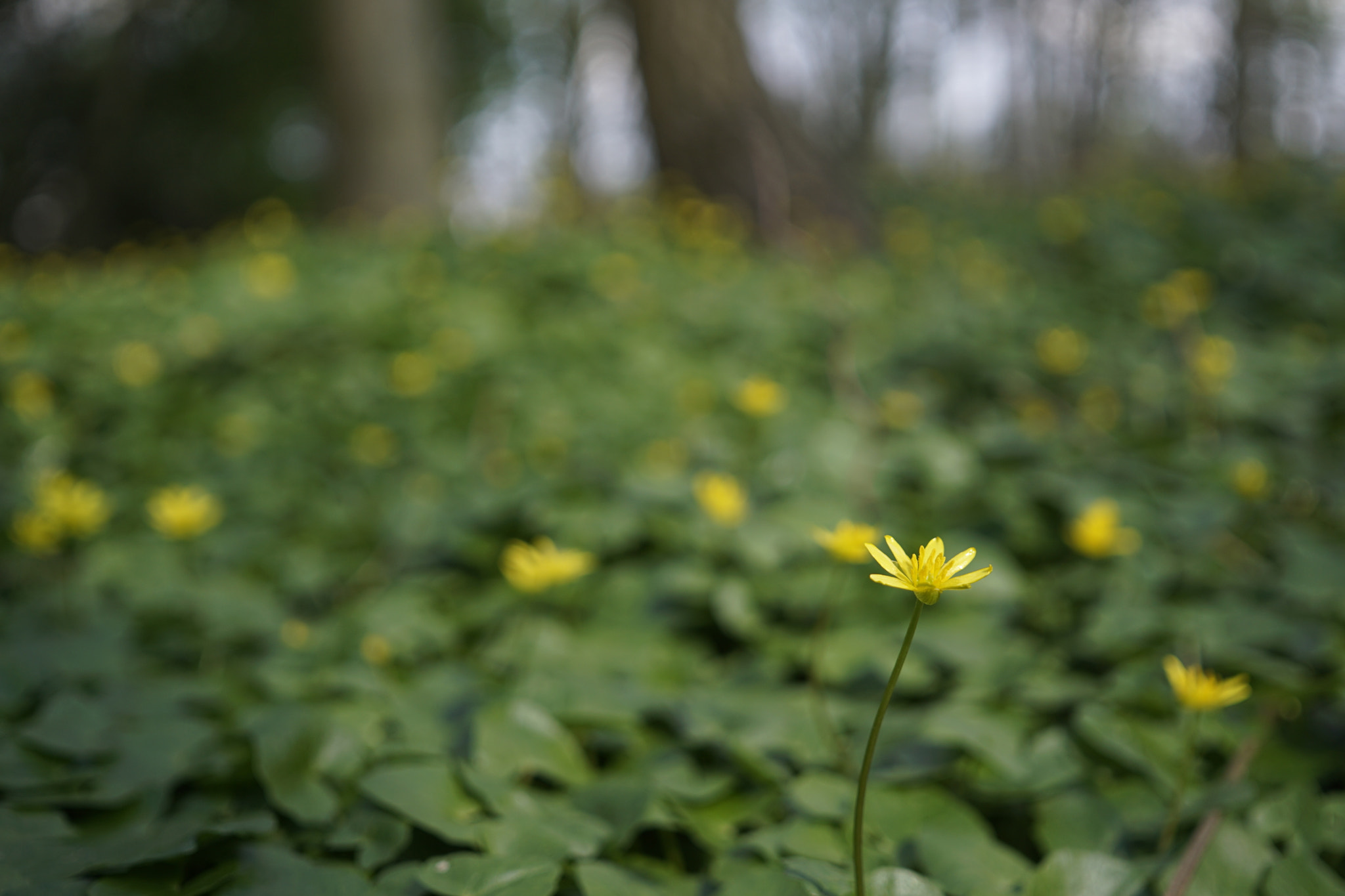 Sony a5100 + Sigma 30mm F2.8 EX DN sample photo. Butterblume photography