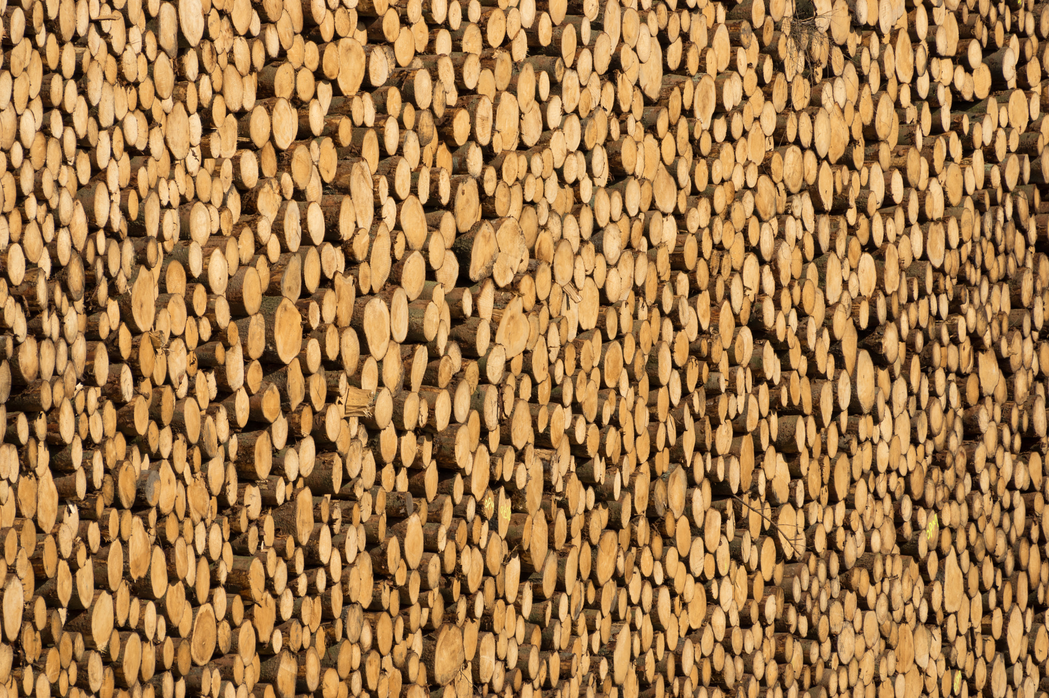 Pentax smc DA* 60-250mm F4.0 ED (IF) SDM sample photo. Wooden wall photography