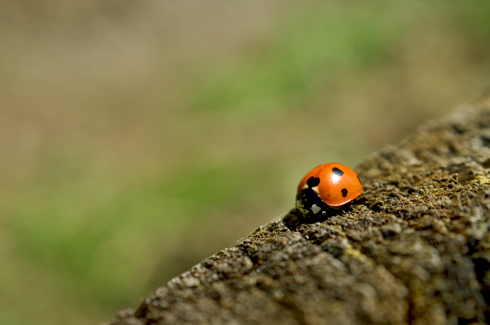 Sony SLT-A57 sample photo. Bug photography