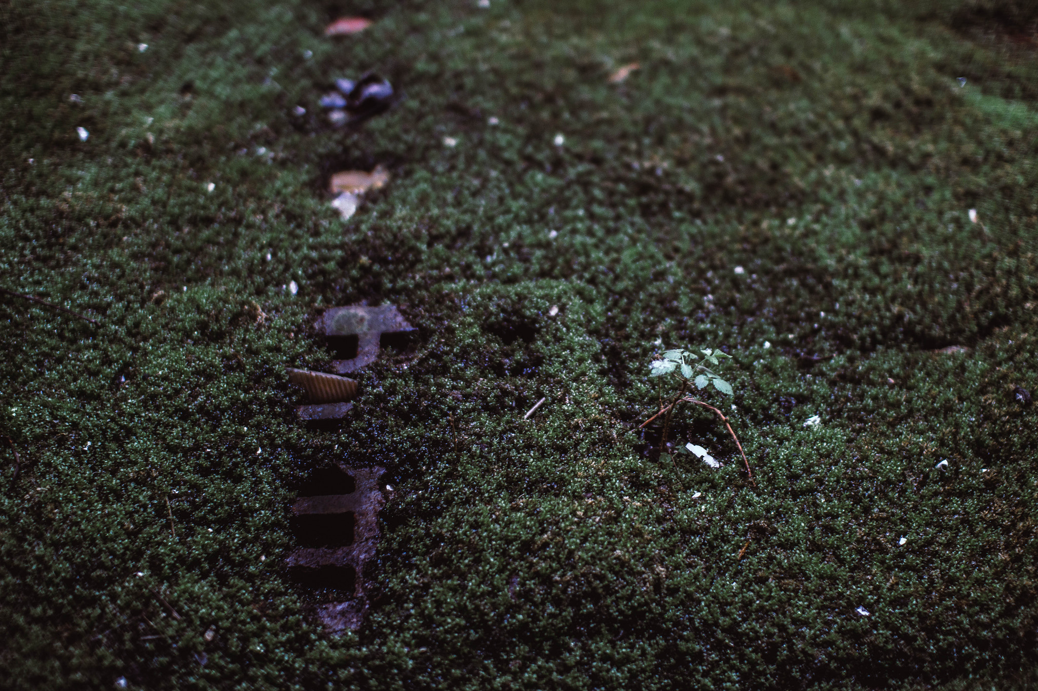Sigma 30mm F1.4 EX DC HSM sample photo. Mill photography