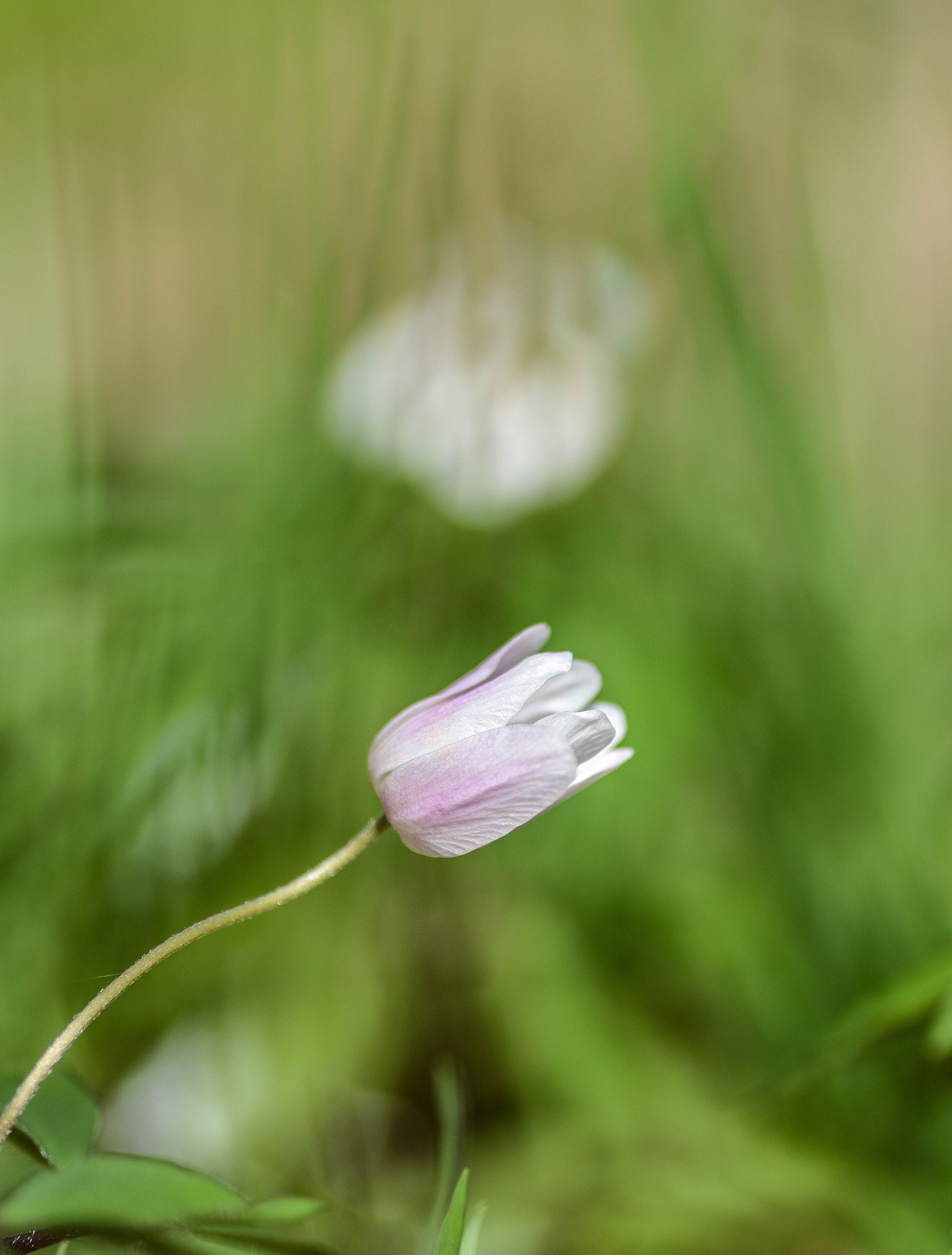 Nikon D600 sample photo. Bosanemoon photography