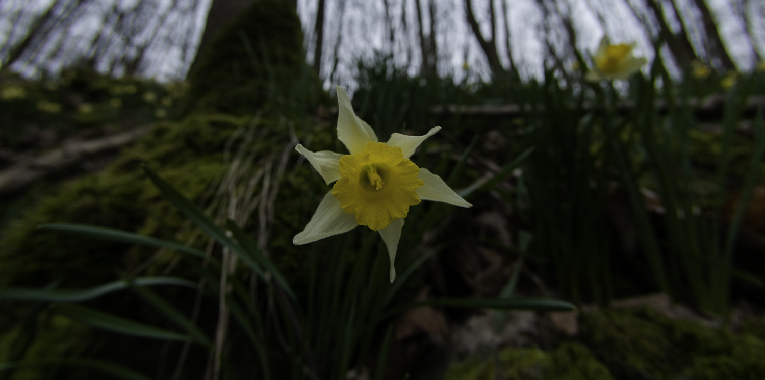 Nikon AF DX Fisheye-Nikkor 10.5mm F2.8G ED sample photo. Wild daffodils, kelmis photography