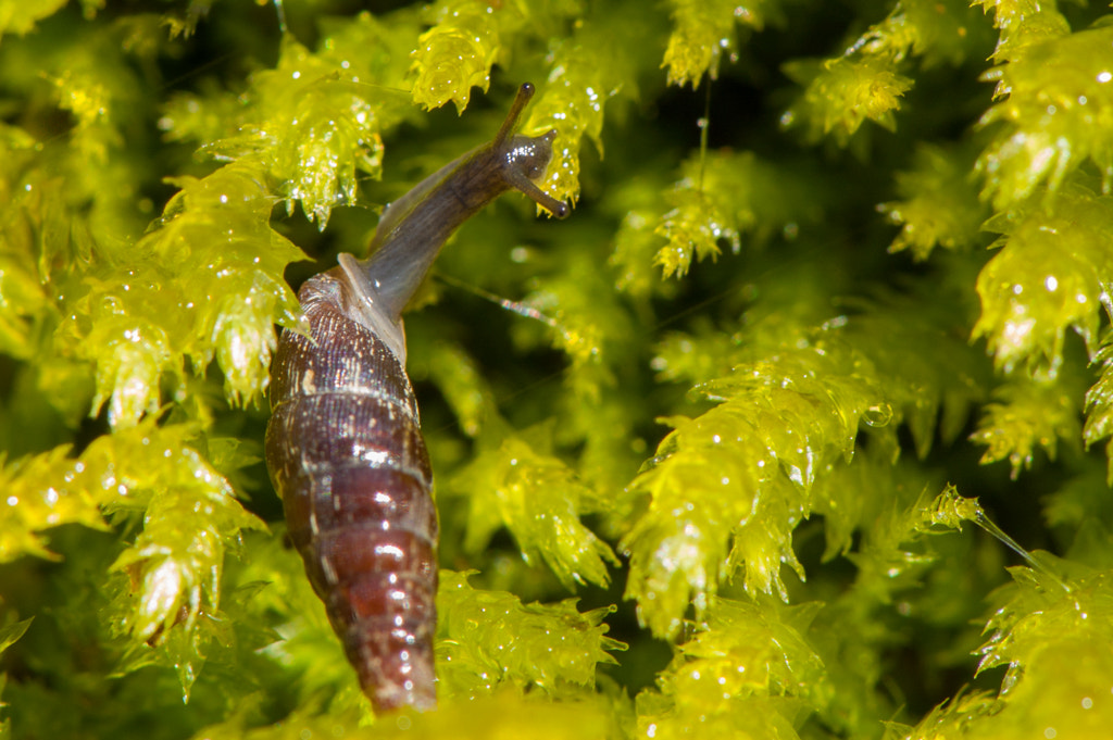 Nikon AF-S DX Micro-Nikkor 85mm F3.5G ED VR sample photo. Snail photography