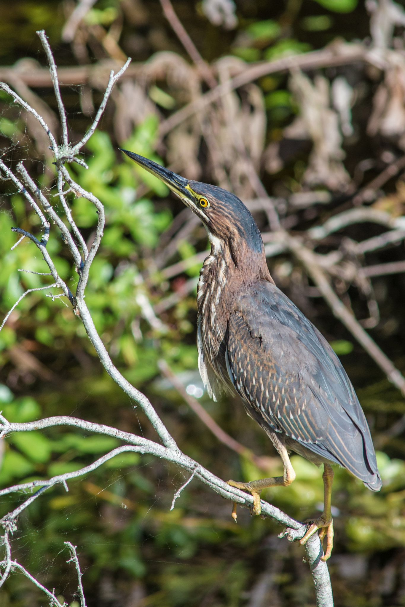 Nikon D610 + AF Nikkor 300mm f/4 IF-ED sample photo. Green heron photography