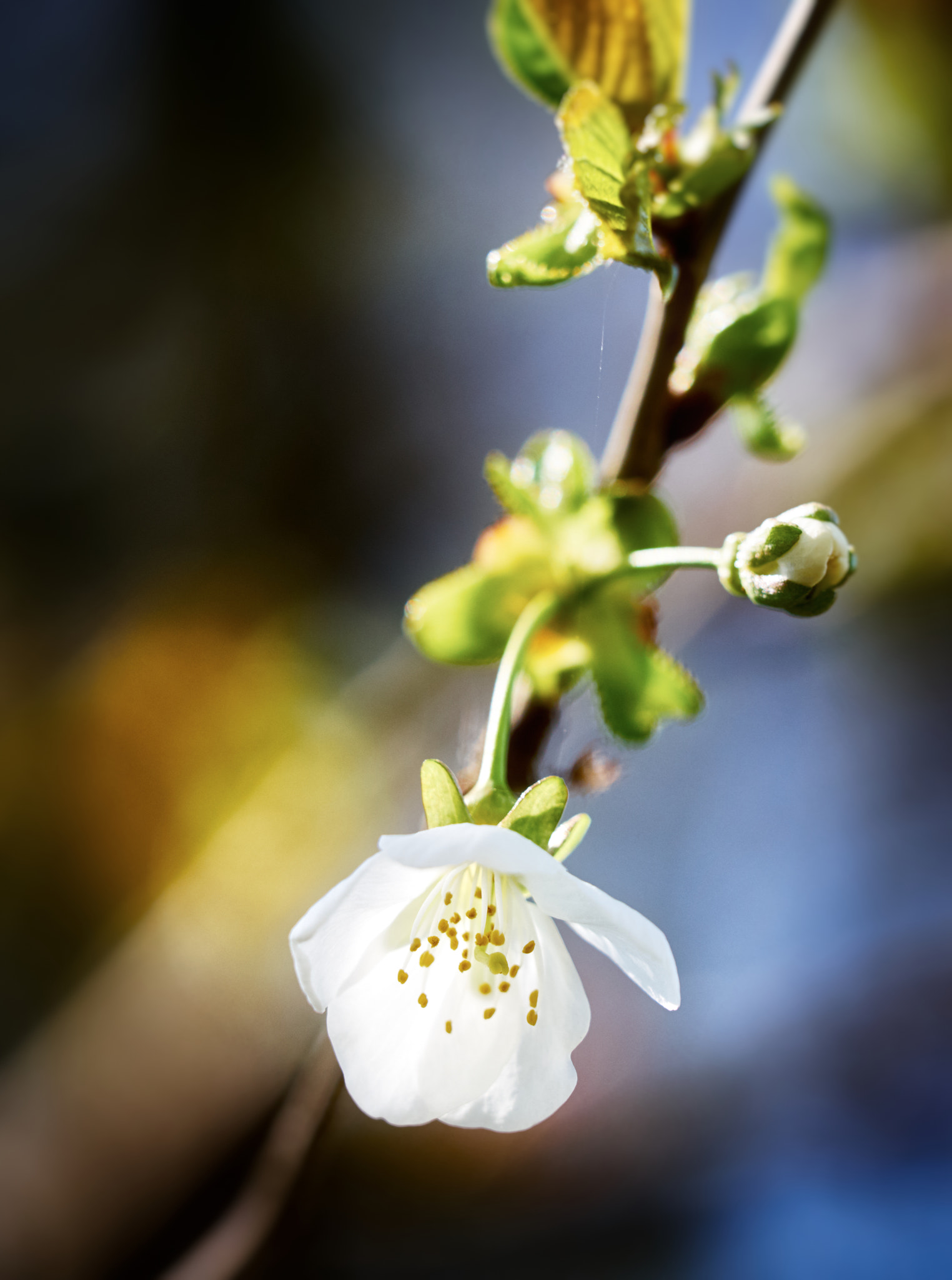 Olympus OM-D E-M5 + Olympus M.Zuiko Digital ED 40-150mm F2.8 Pro sample photo. Tree in bloom photography