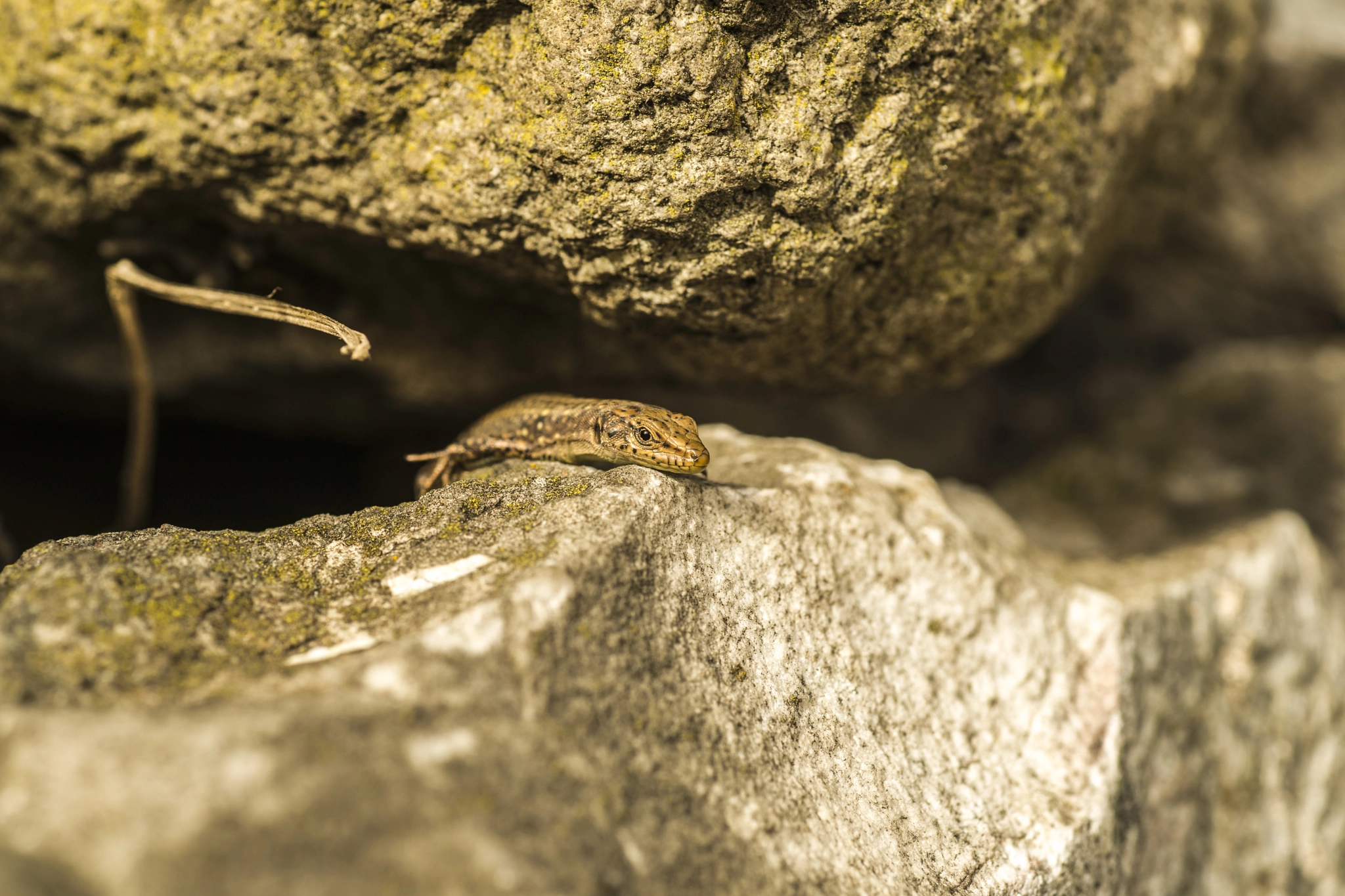 Sony Alpha DSLR-A850 sample photo. Lizard photography