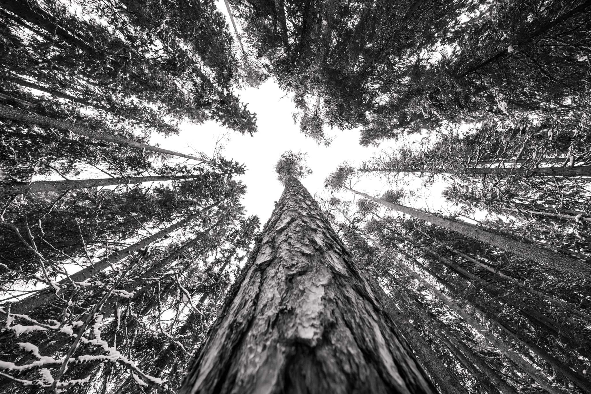 Canon EF 11-24mm F4L USM sample photo. Winter woods photography