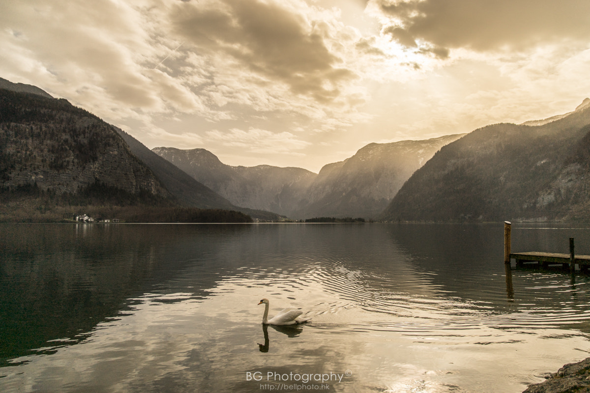 Sony a7 II + Canon EF 85mm F1.2L II USM sample photo. Swan lake. photography