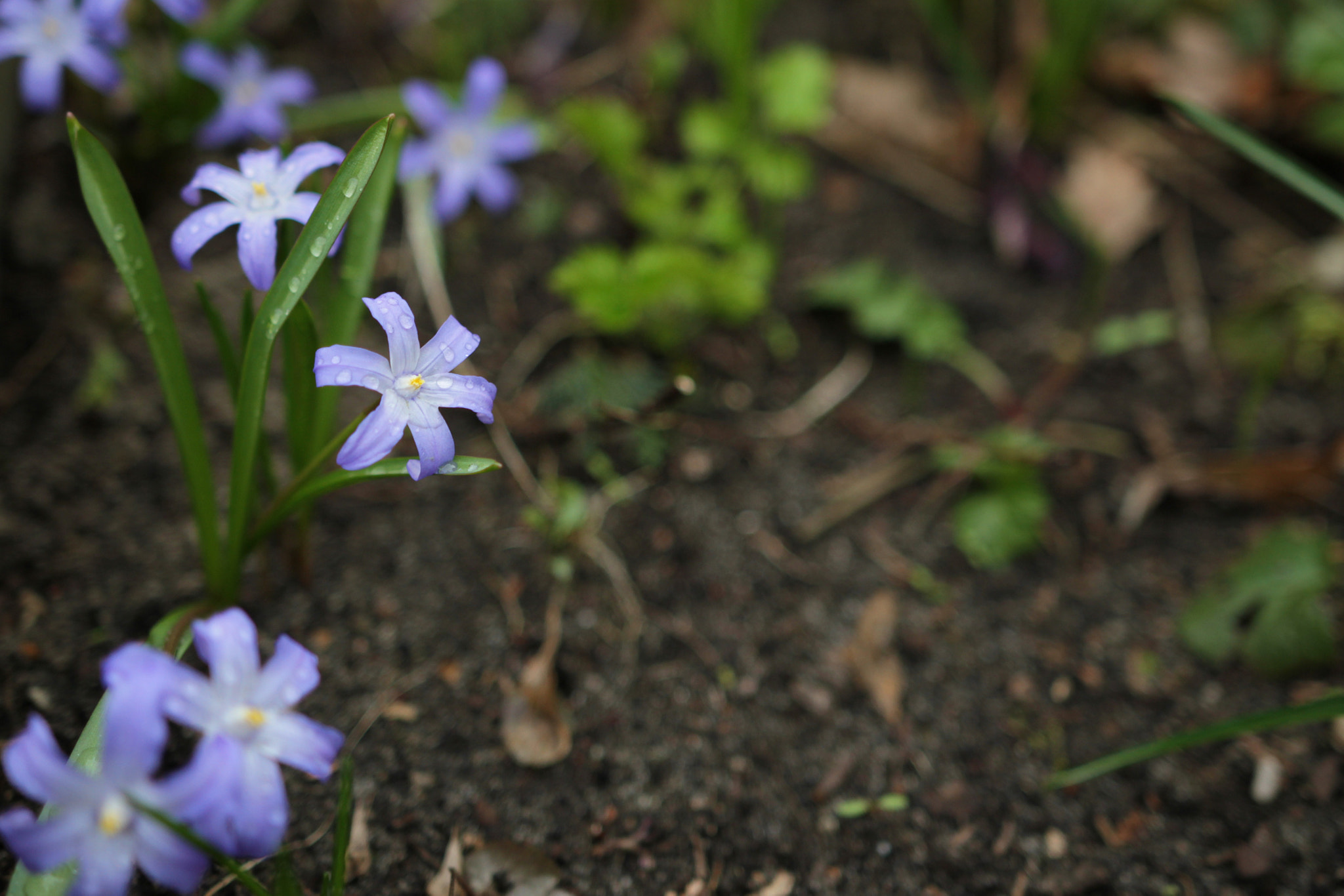 Canon 18-35mm sample photo. Drops photography
