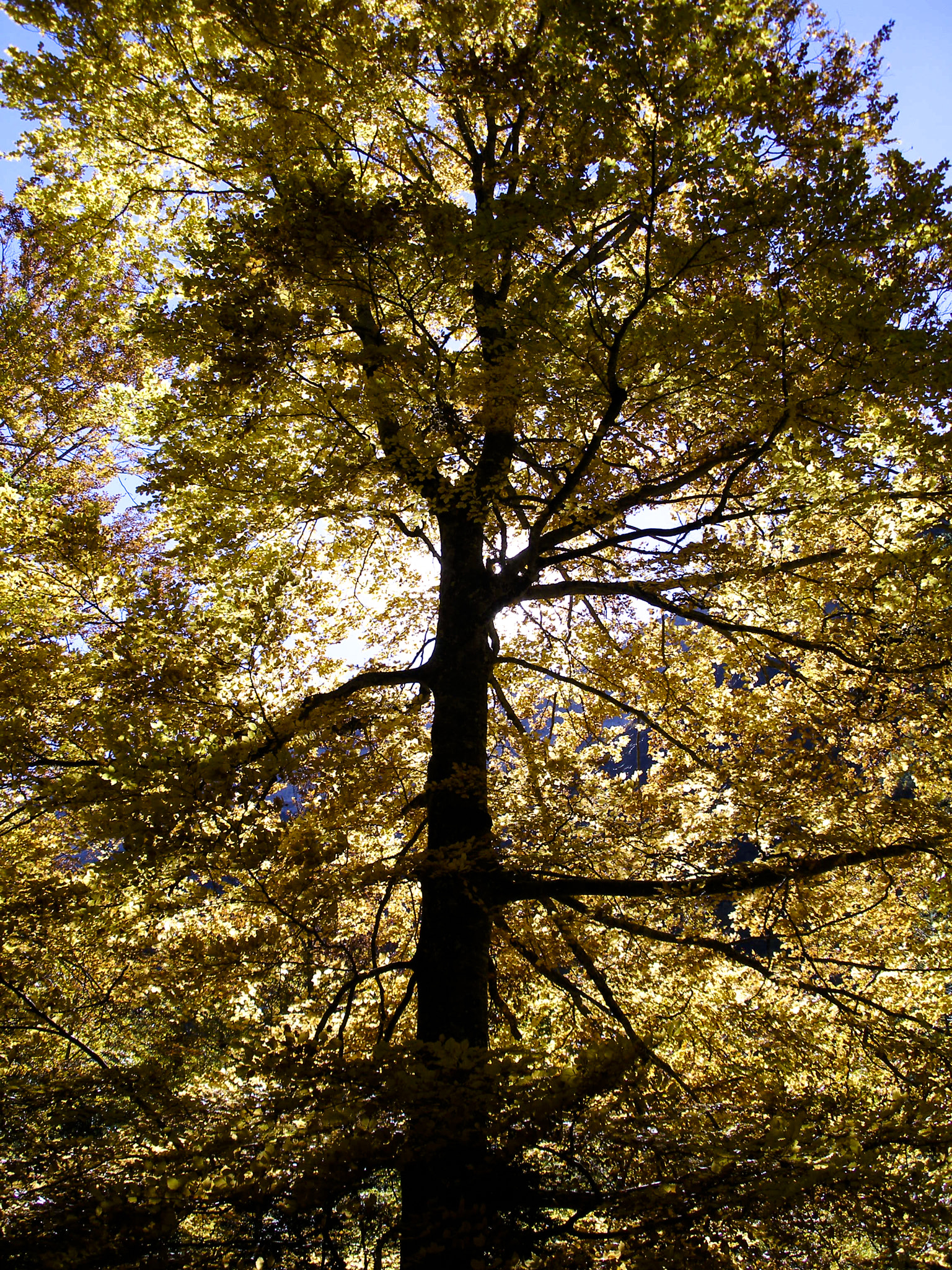Olympus C70Z,C7000Z sample photo. Deciduous tree photography