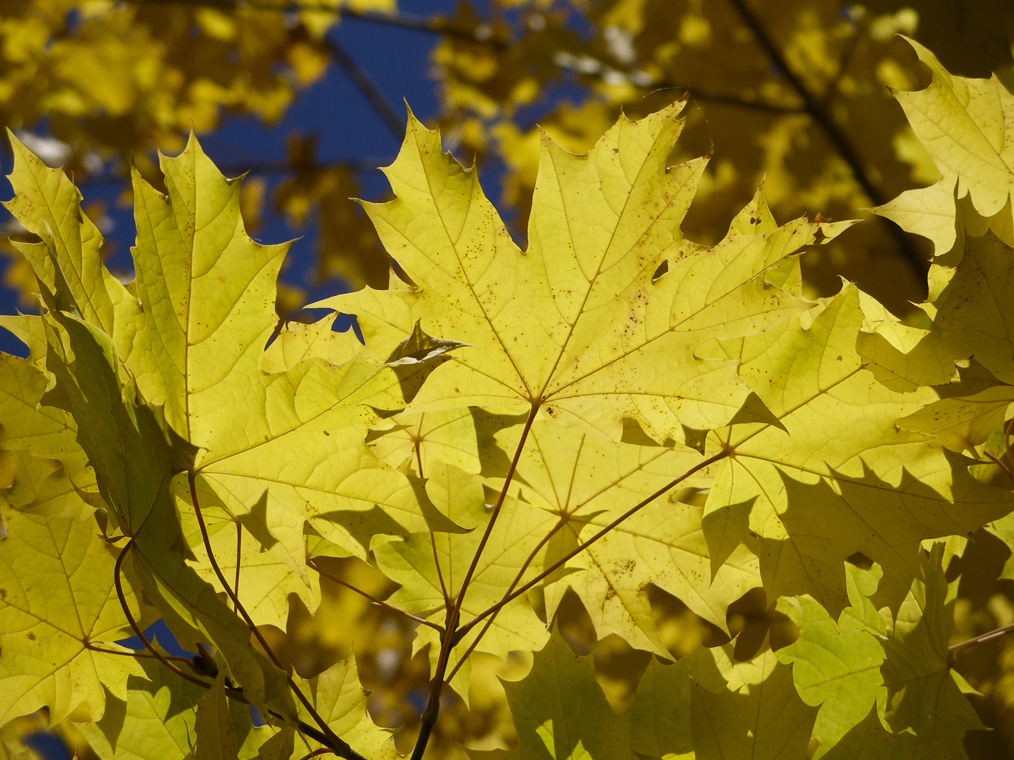 Olympus C70Z,C7000Z sample photo. Leaves photography