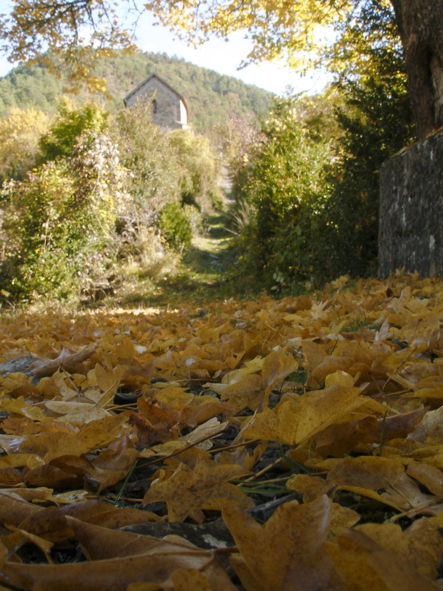 Olympus C70Z,C7000Z sample photo. Dead leaves photography