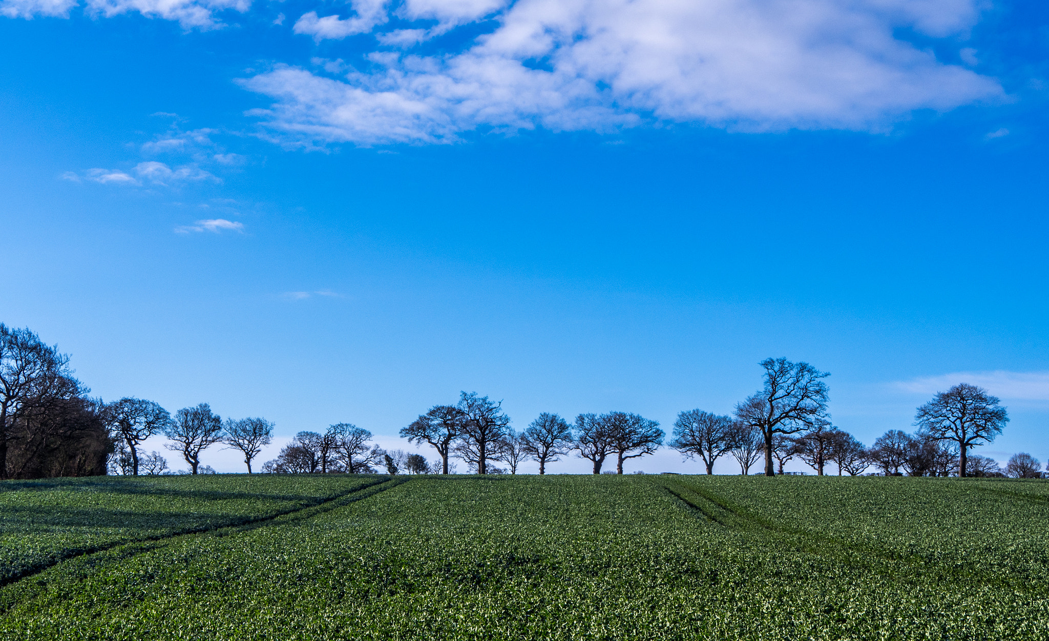 Olympus OM-D E-M5 II + LUMIX G 25/F1.7 sample photo. Clowes wood spring fields photography