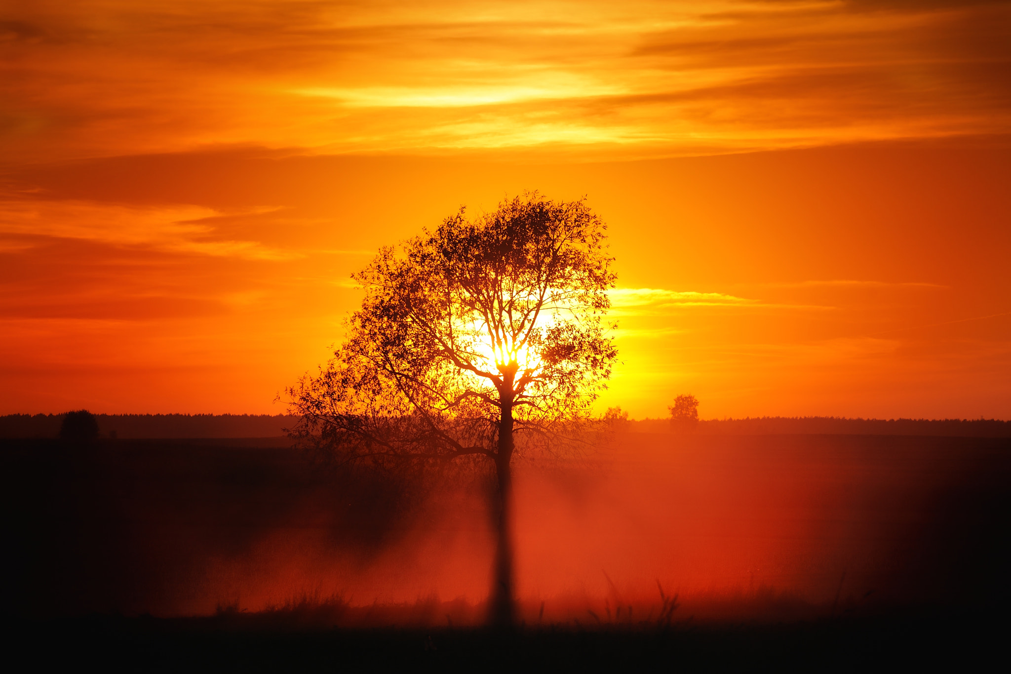 Nikon D3 + Sigma APO 100-300mm F4 EX IF HSM sample photo. Tree photography