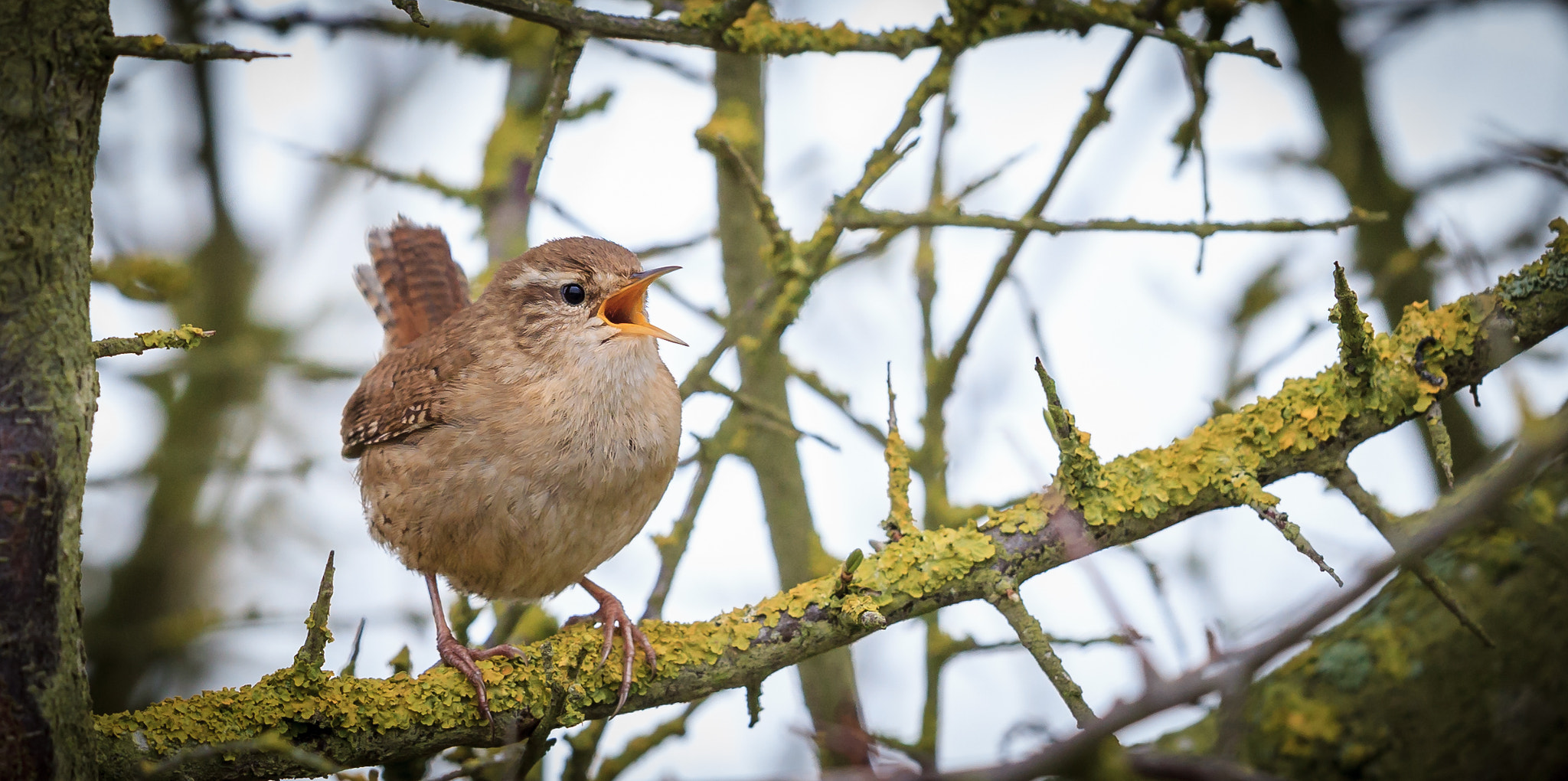 Canon EF 500mm F4L IS II USM sample photo. Wren photography