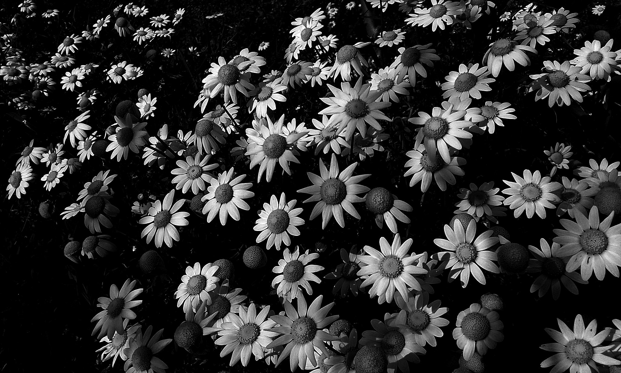 Samsung Galaxy Core Plus sample photo. Flowers to infinity photography