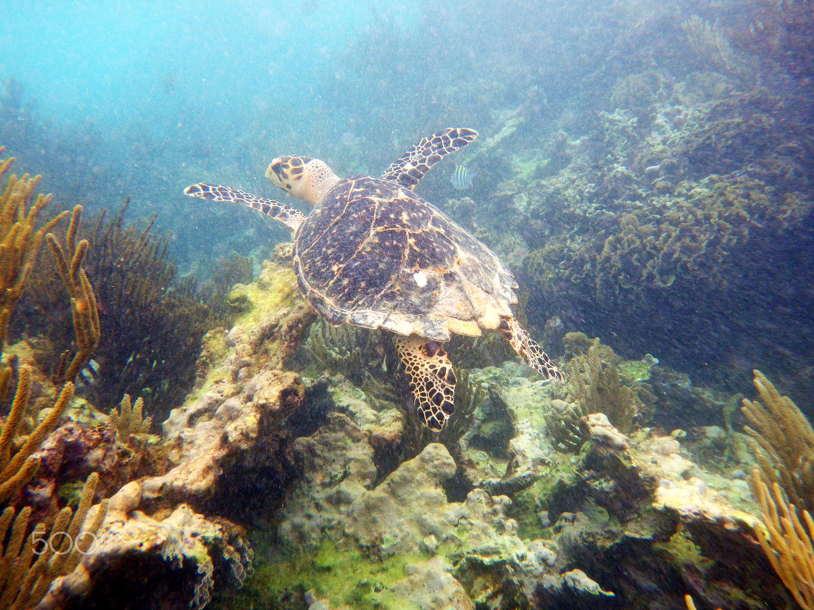 Pentax Optio WG-2 sample photo. Tulum snorkel photography