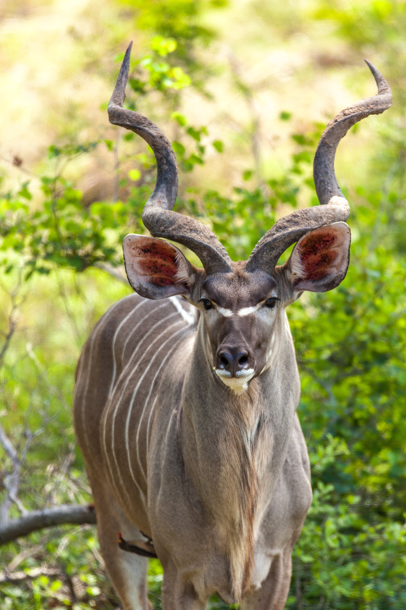 Canon EF 600mm f/4L IS sample photo. A kudu staredown photography