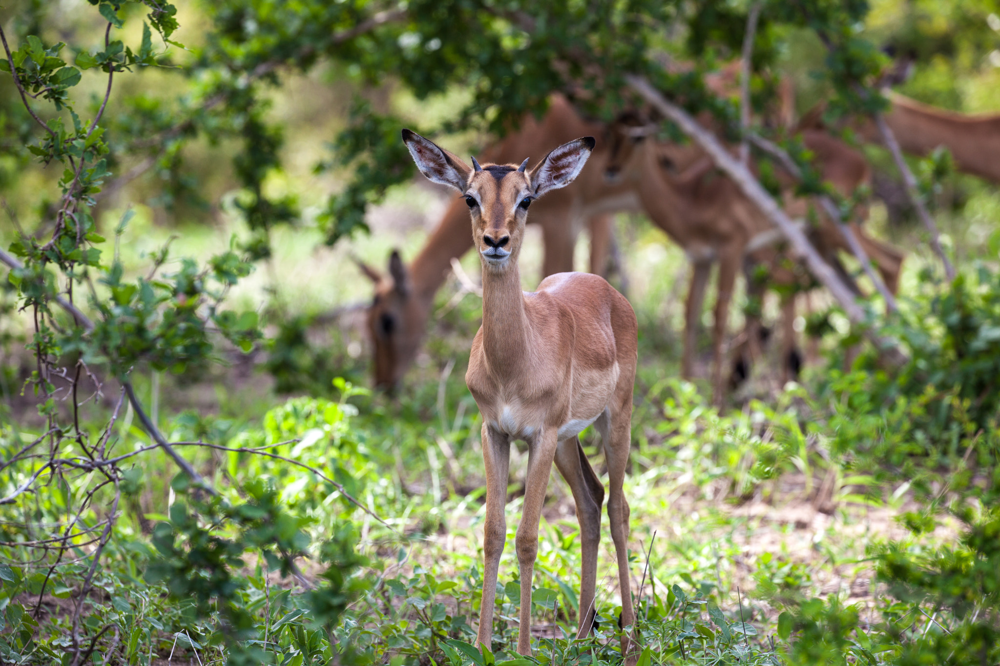 Canon EOS 5D Mark II sample photo. Staredown with a young impala photography
