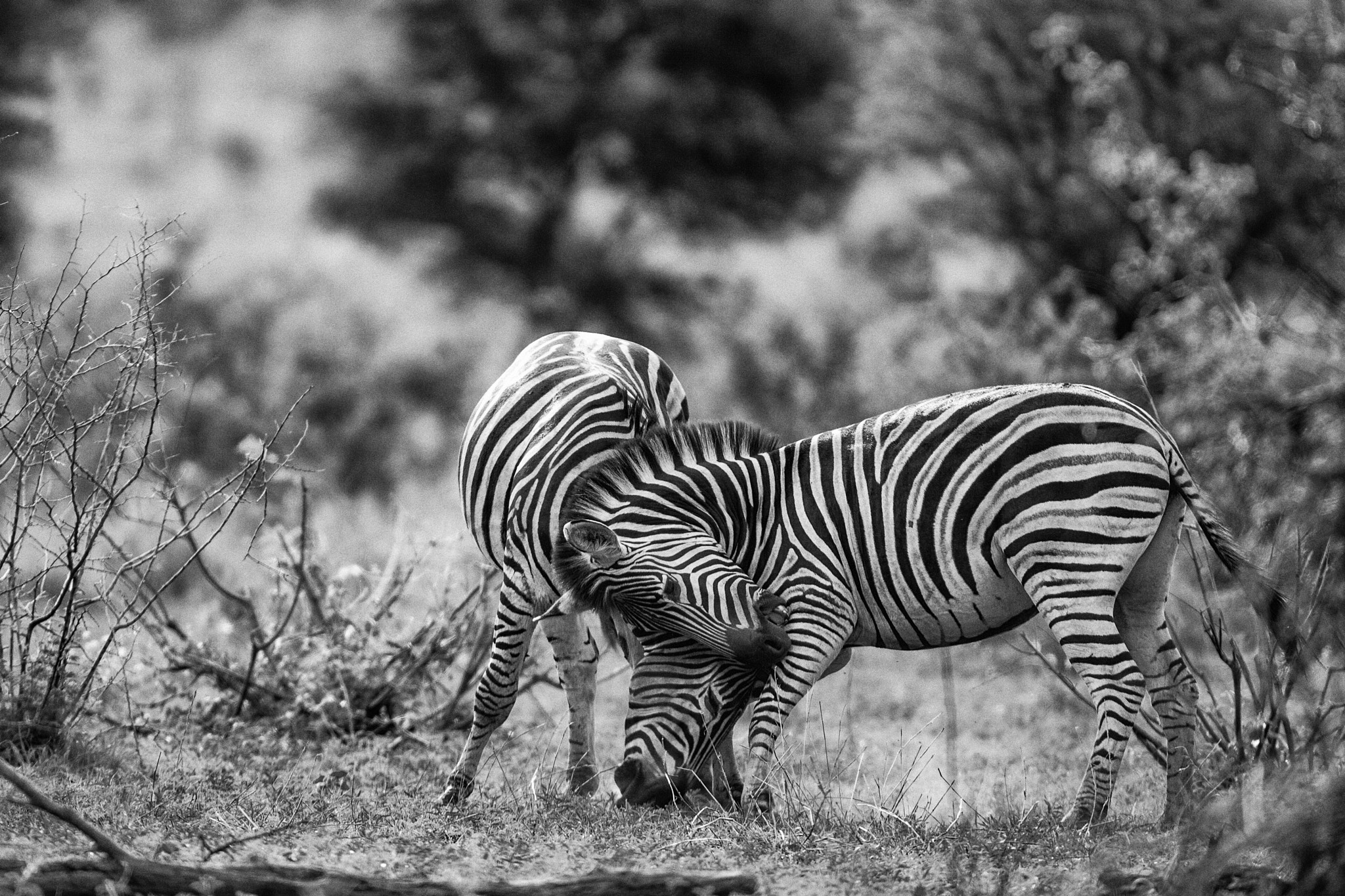 Canon EOS 5D Mark II sample photo. Two zebra fighting photography