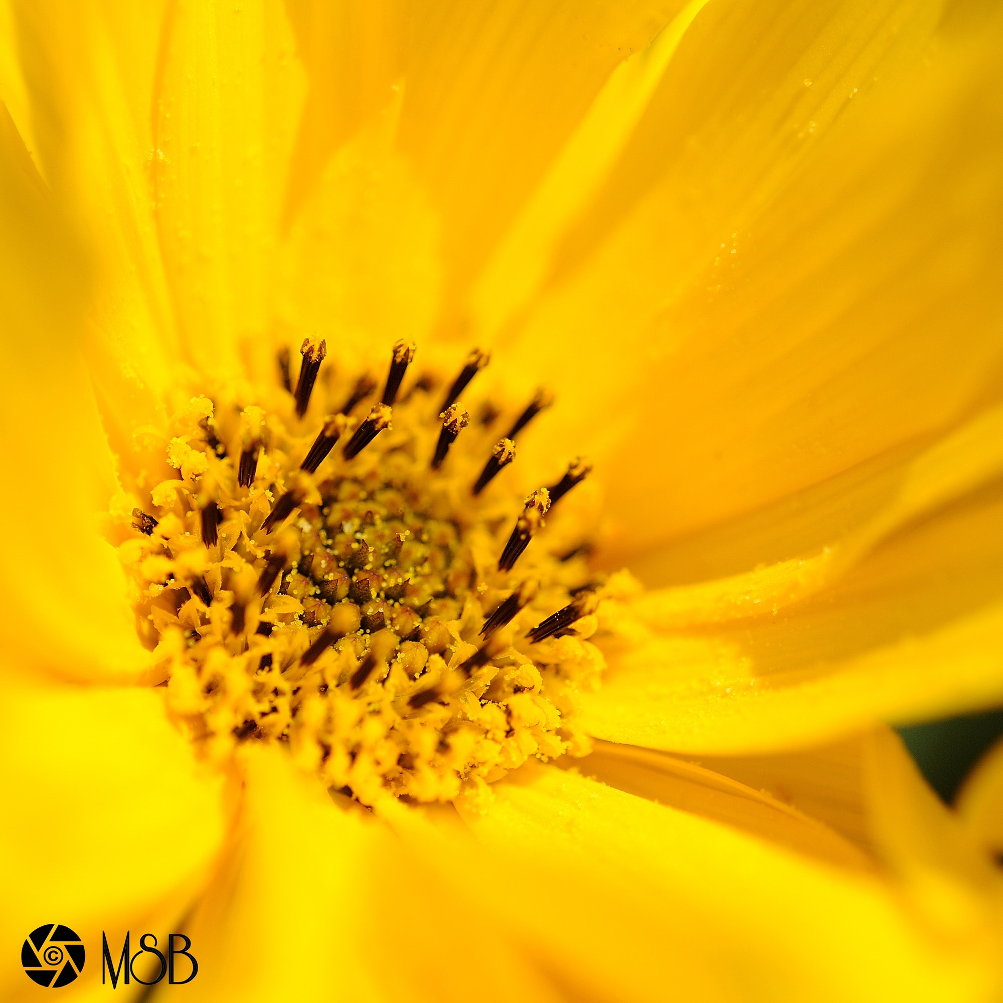 Nikon AF-S Micro-Nikkor 60mm F2.8G ED sample photo