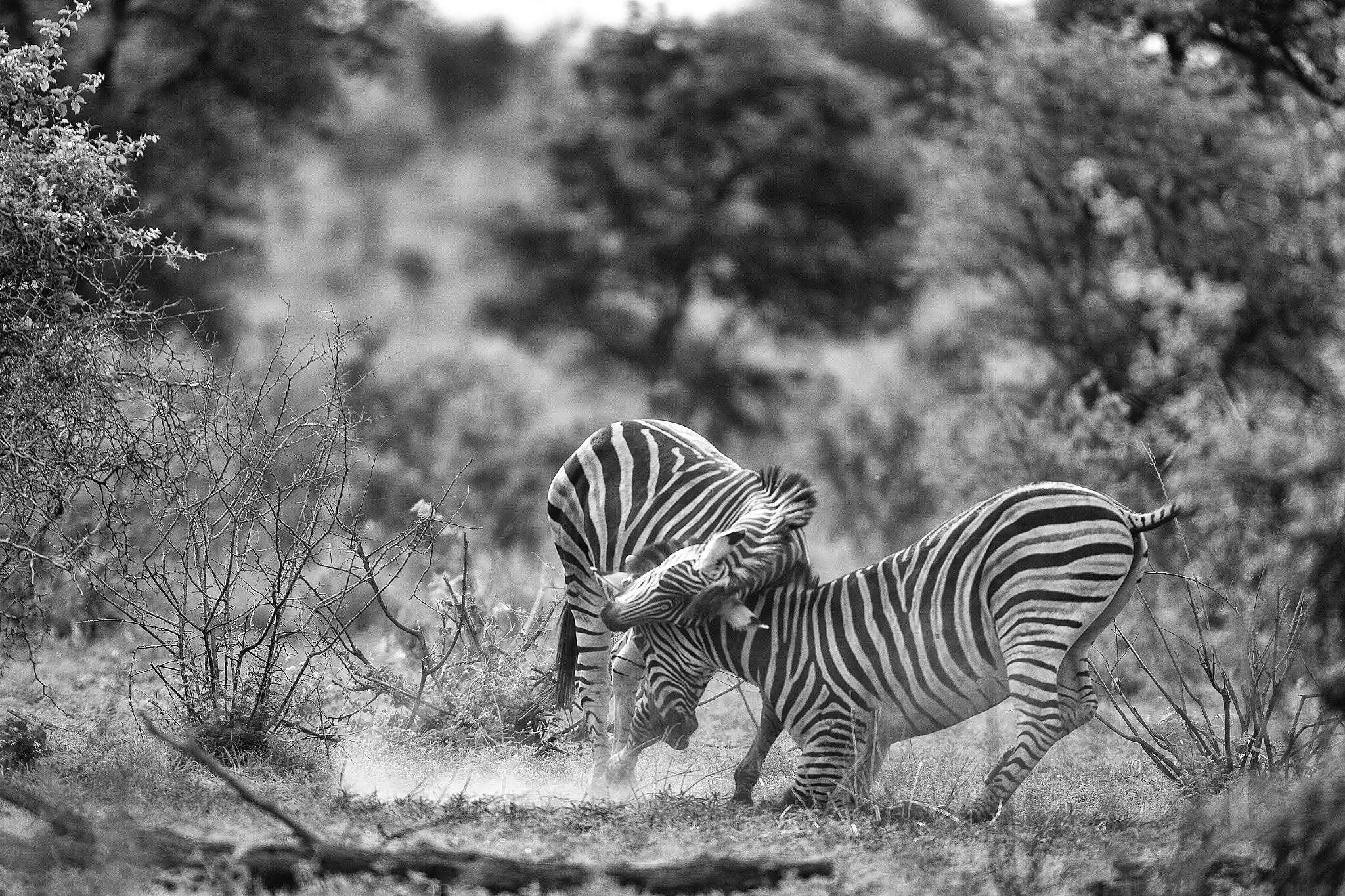 Canon EOS 5D Mark II sample photo. Two zebra fighting photography
