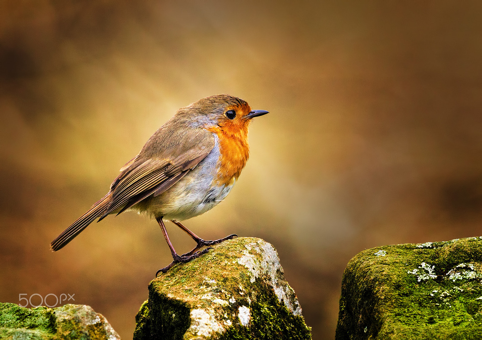 Canon EF 500mm F4L IS II USM sample photo. Robin's bokeh photography