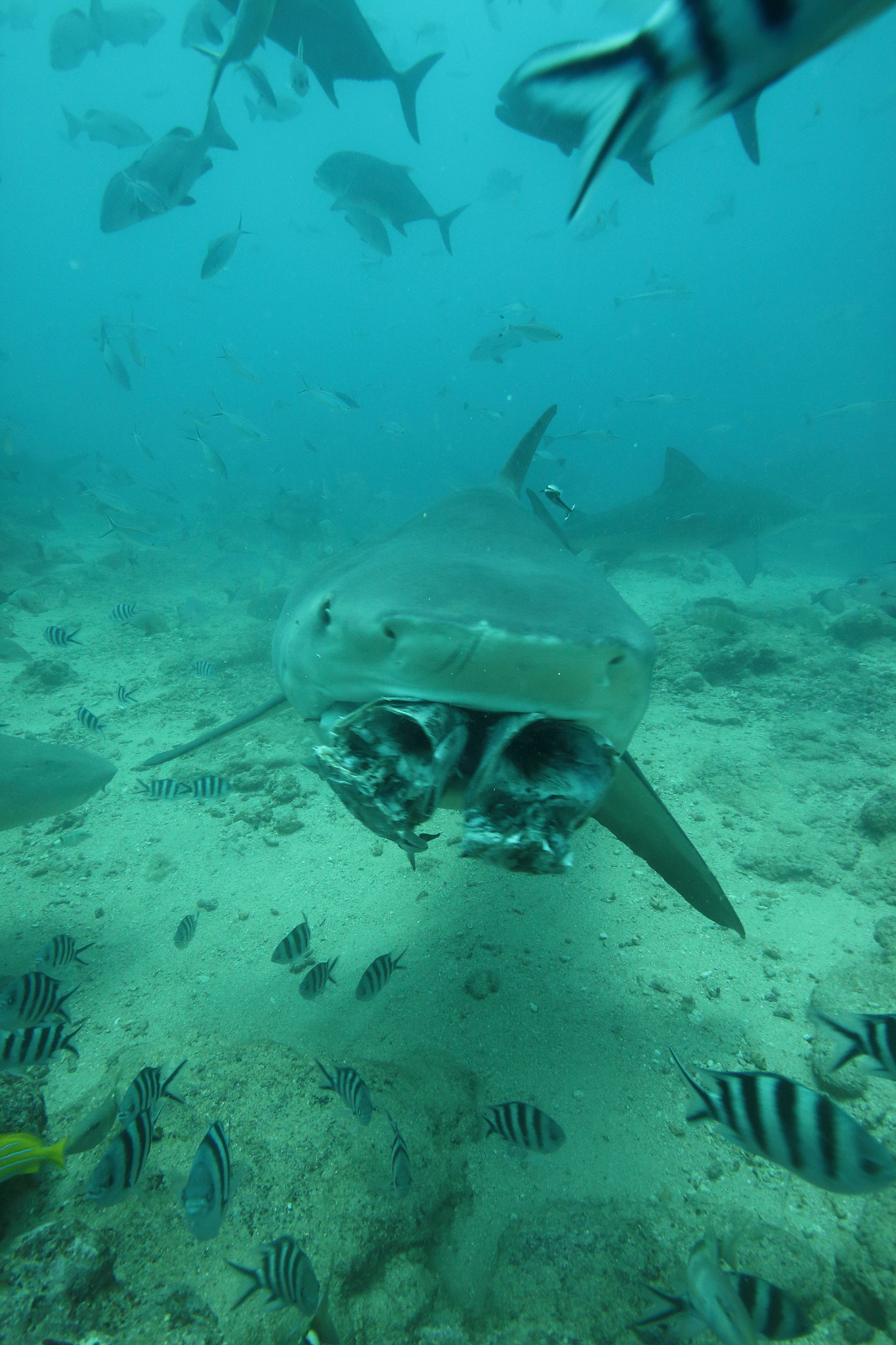 Sigma 10-20mm F3.5 EX DC HSM sample photo. Beqa shark dive photography
